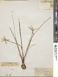 Zephyranthes robusta image