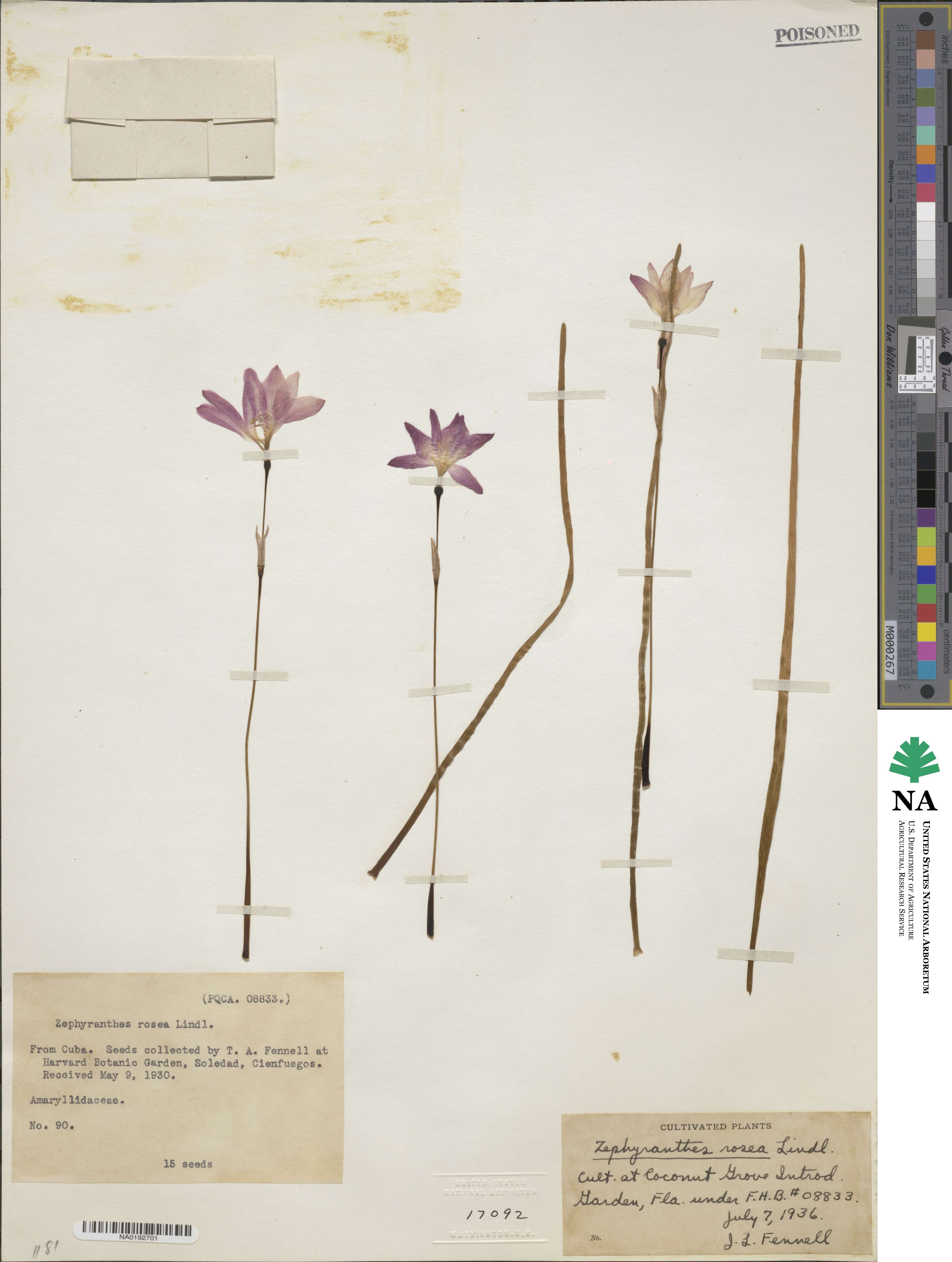 Zephyranthes rosea image