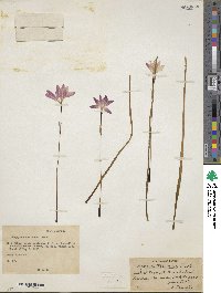 Zephyranthes rosea image