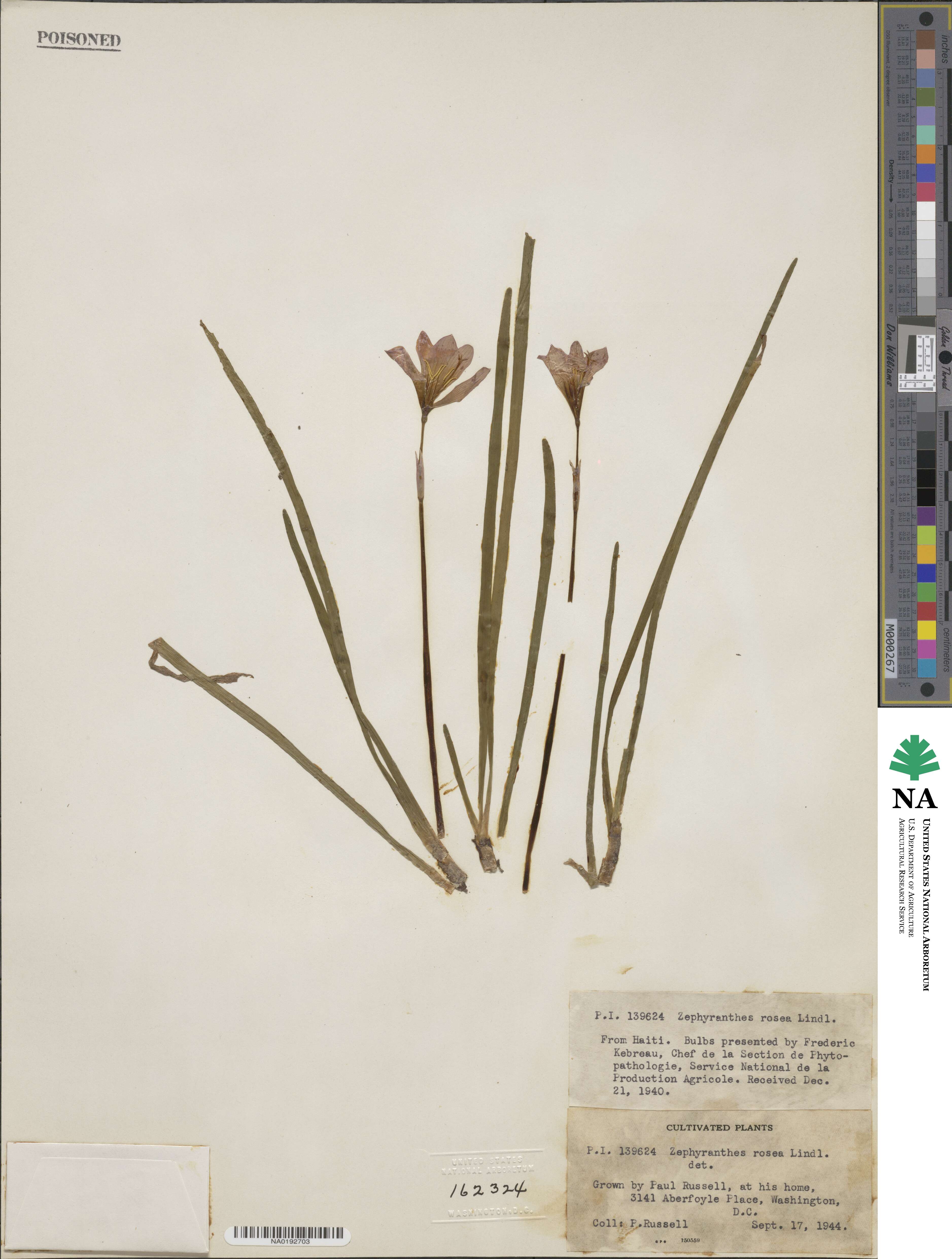 Zephyranthes rosea image