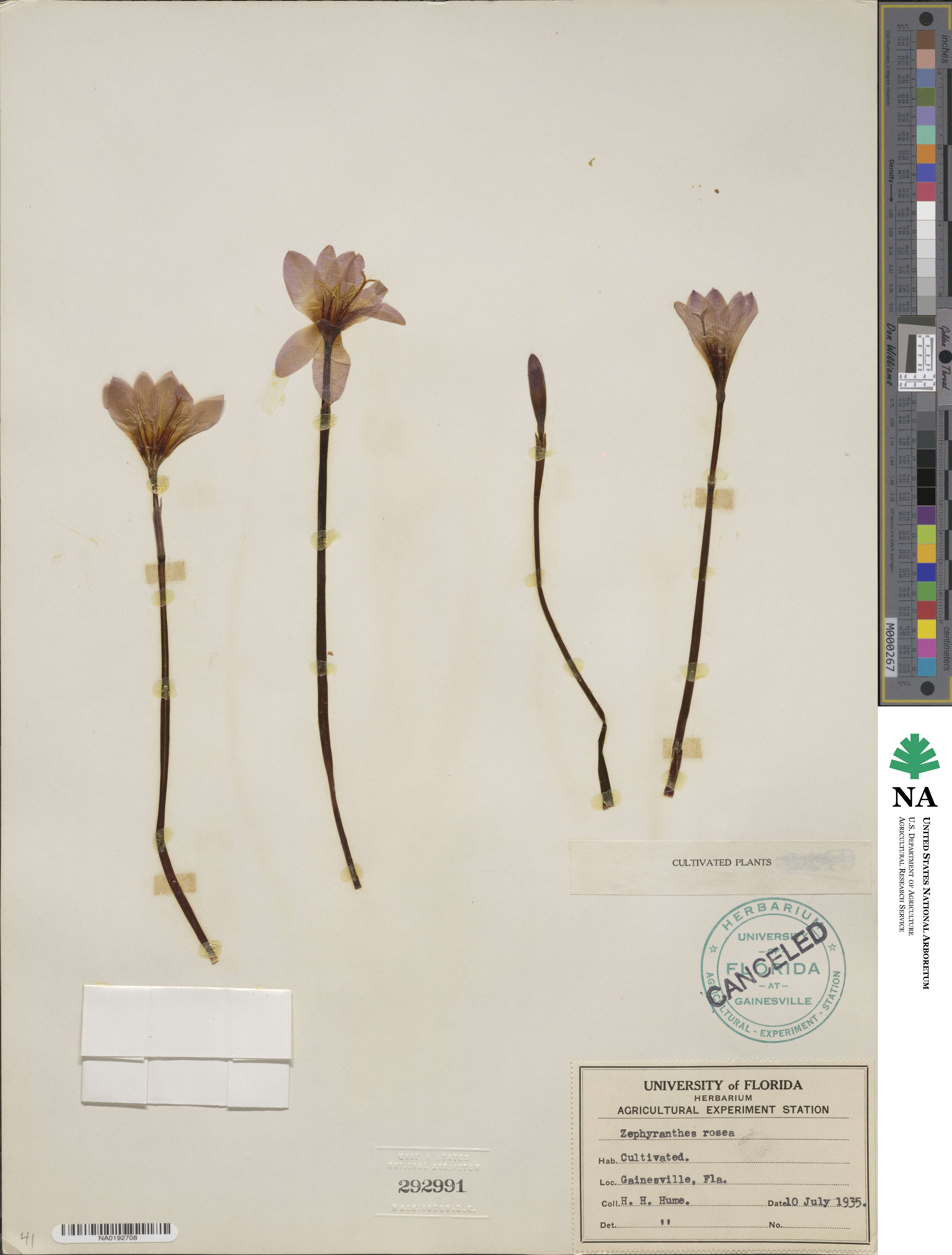 Zephyranthes rosea image