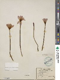 Zephyranthes rosea image