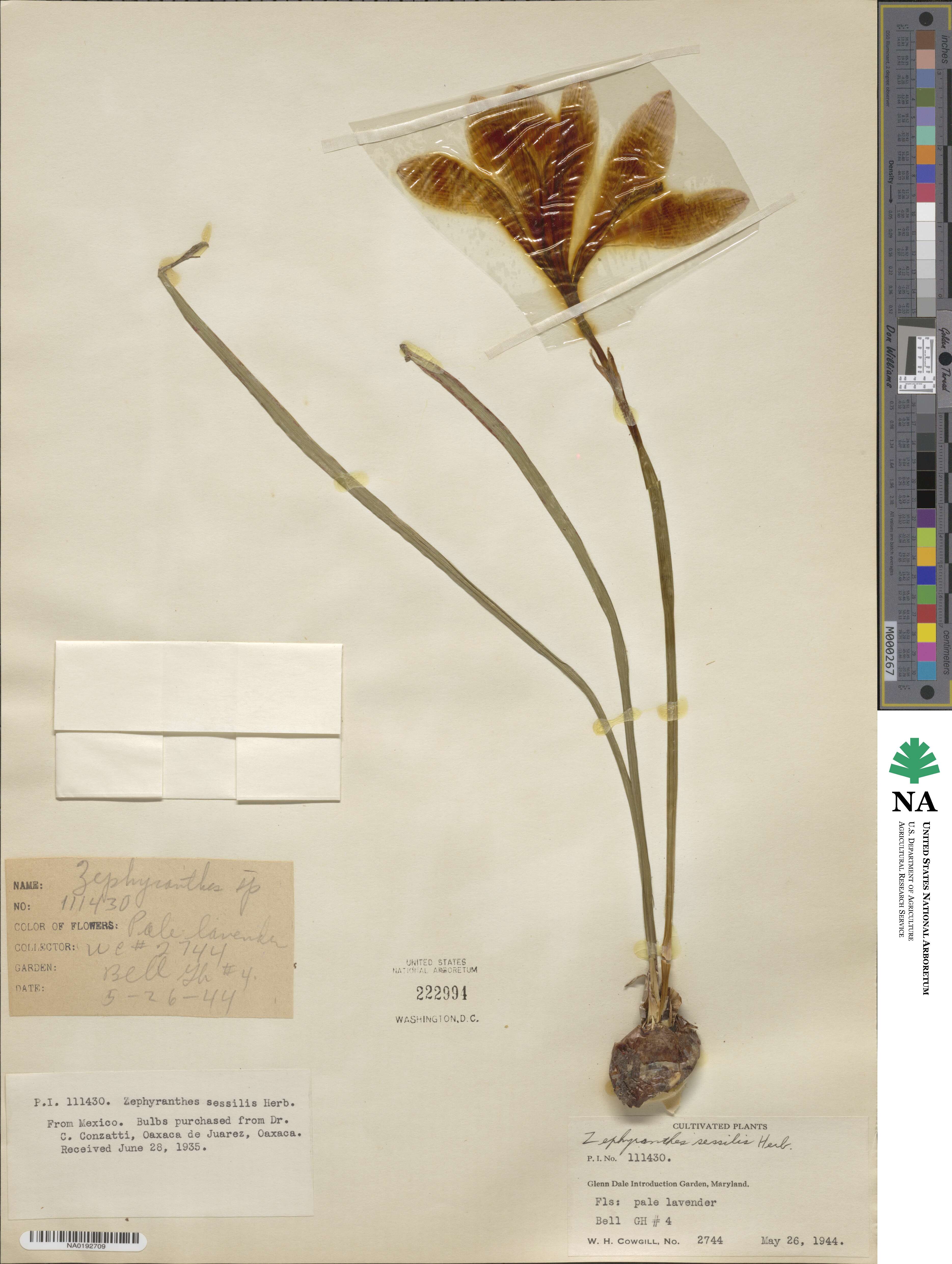 Zephyranthes sessilis image