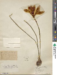 Image of Zephyranthes sessilis