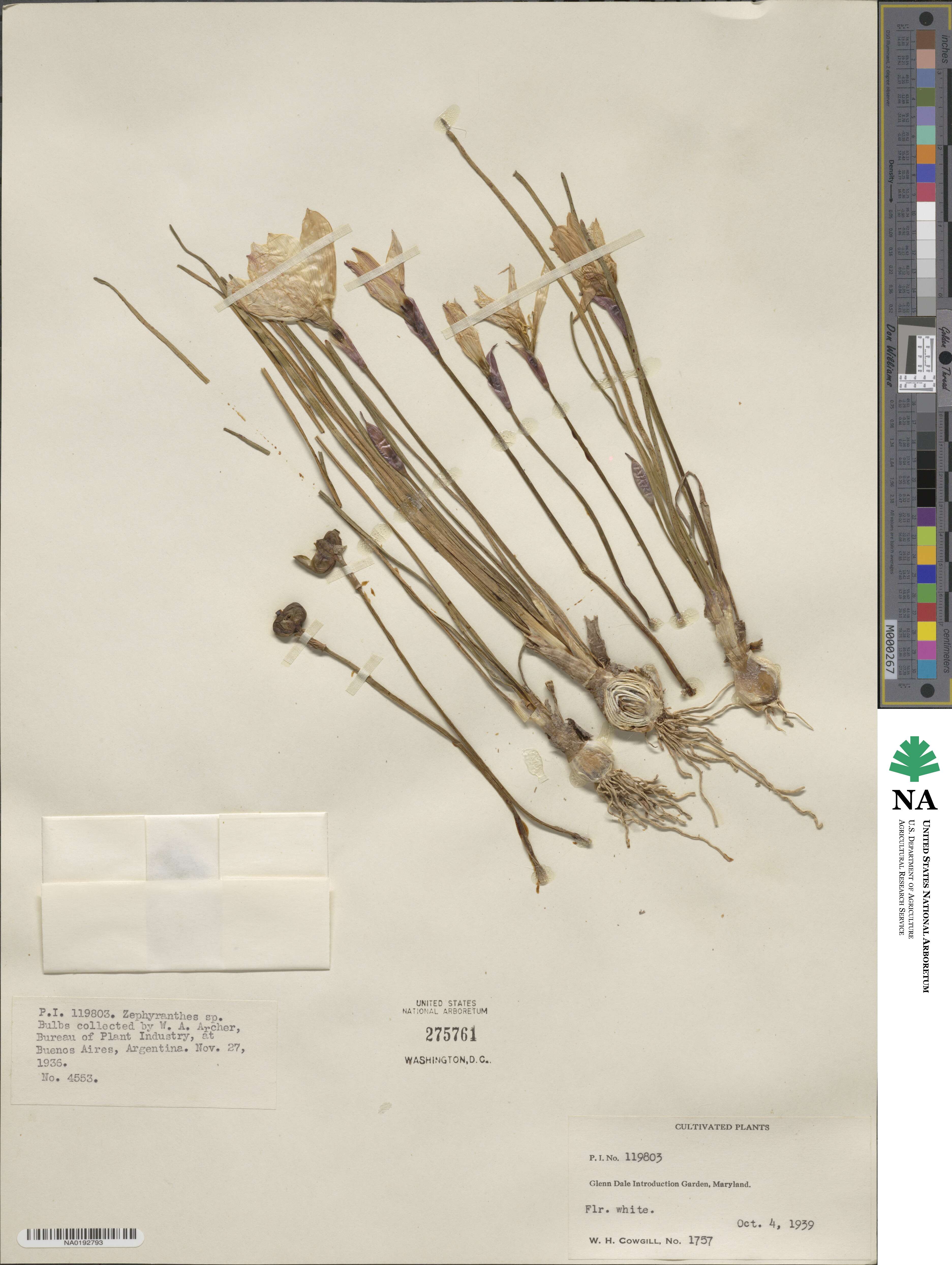 Zephyranthes image