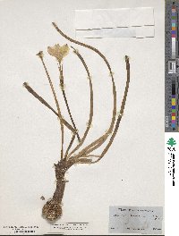 Zephyranthes drummondii image