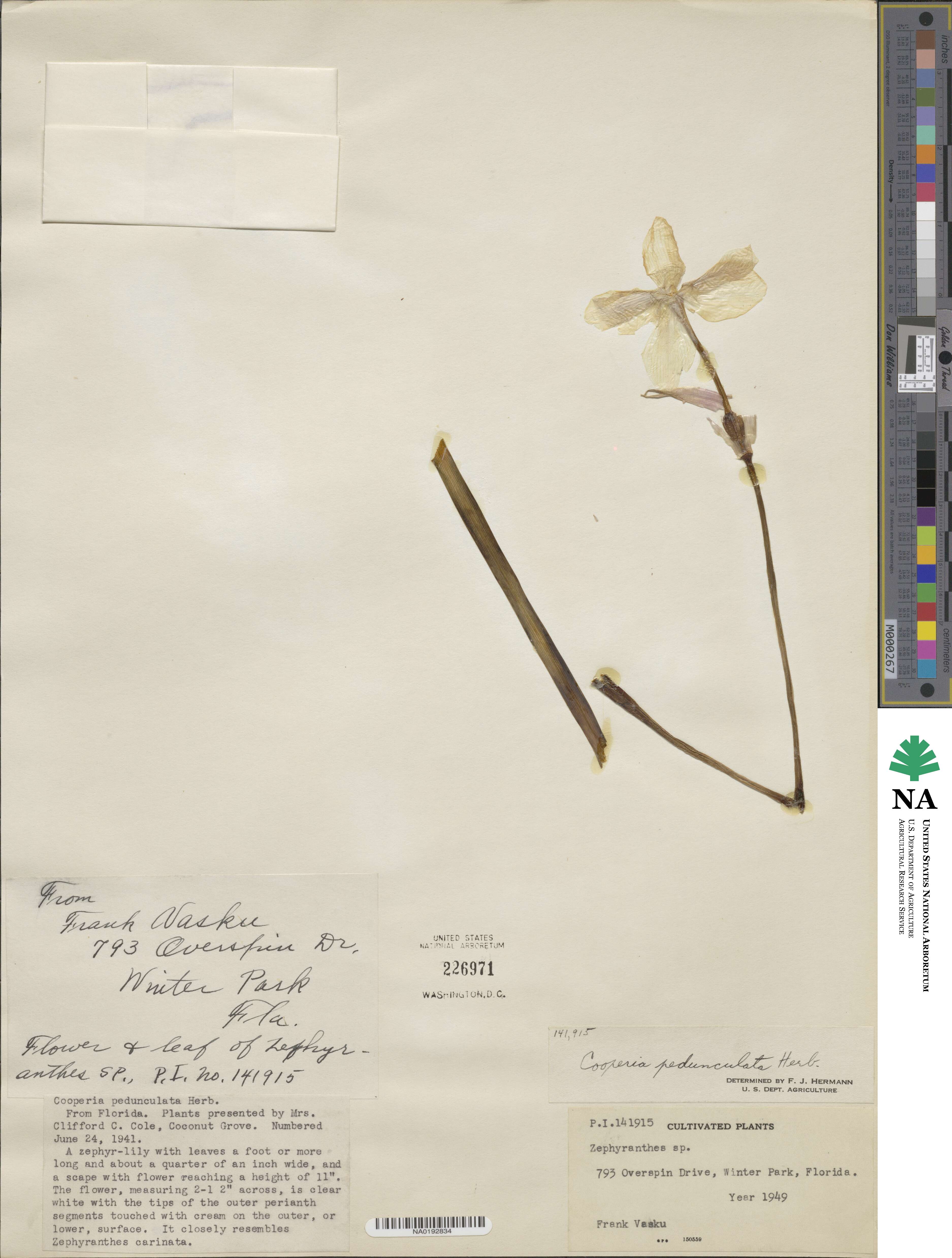 Zephyranthes drummondii image