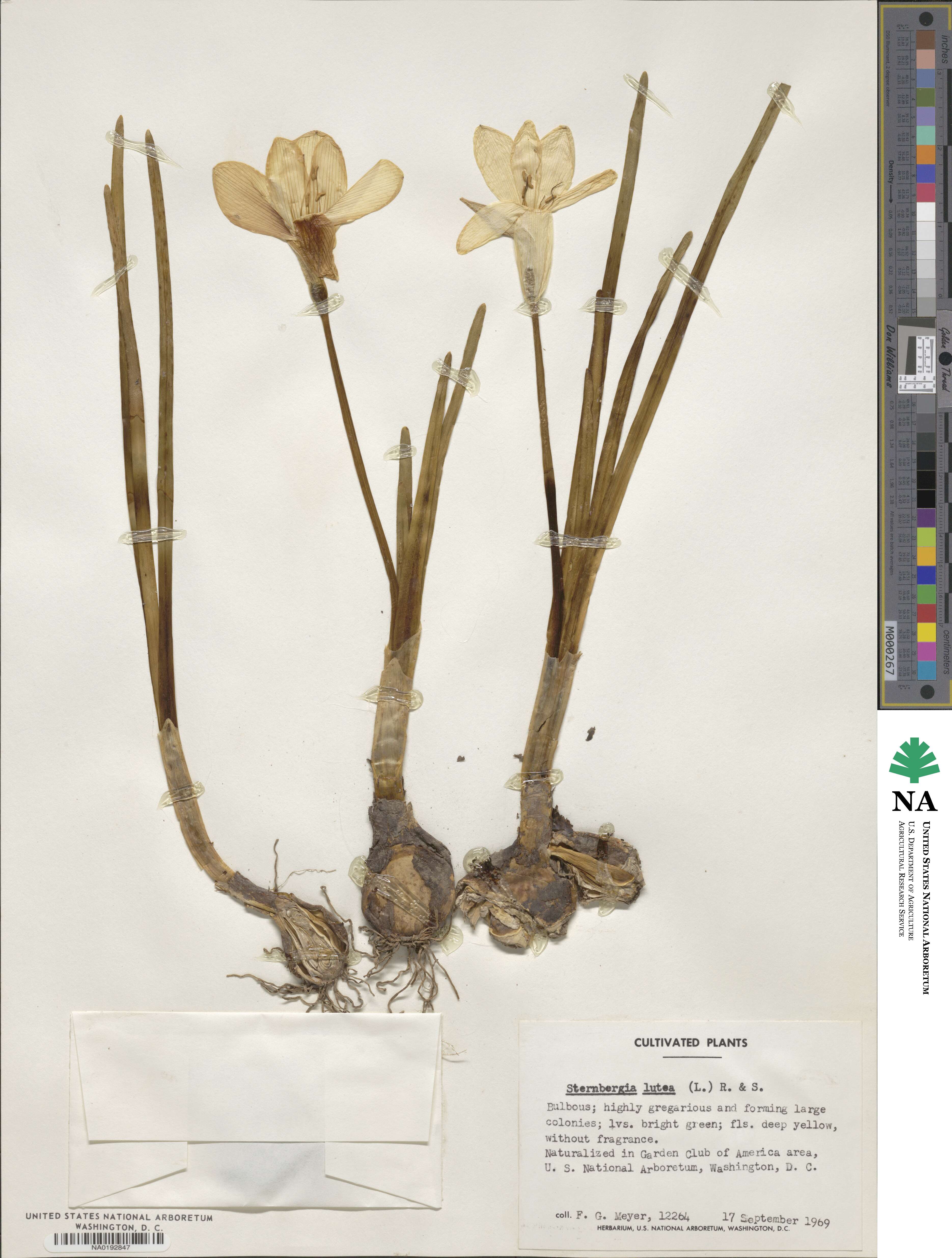 Sternbergia image