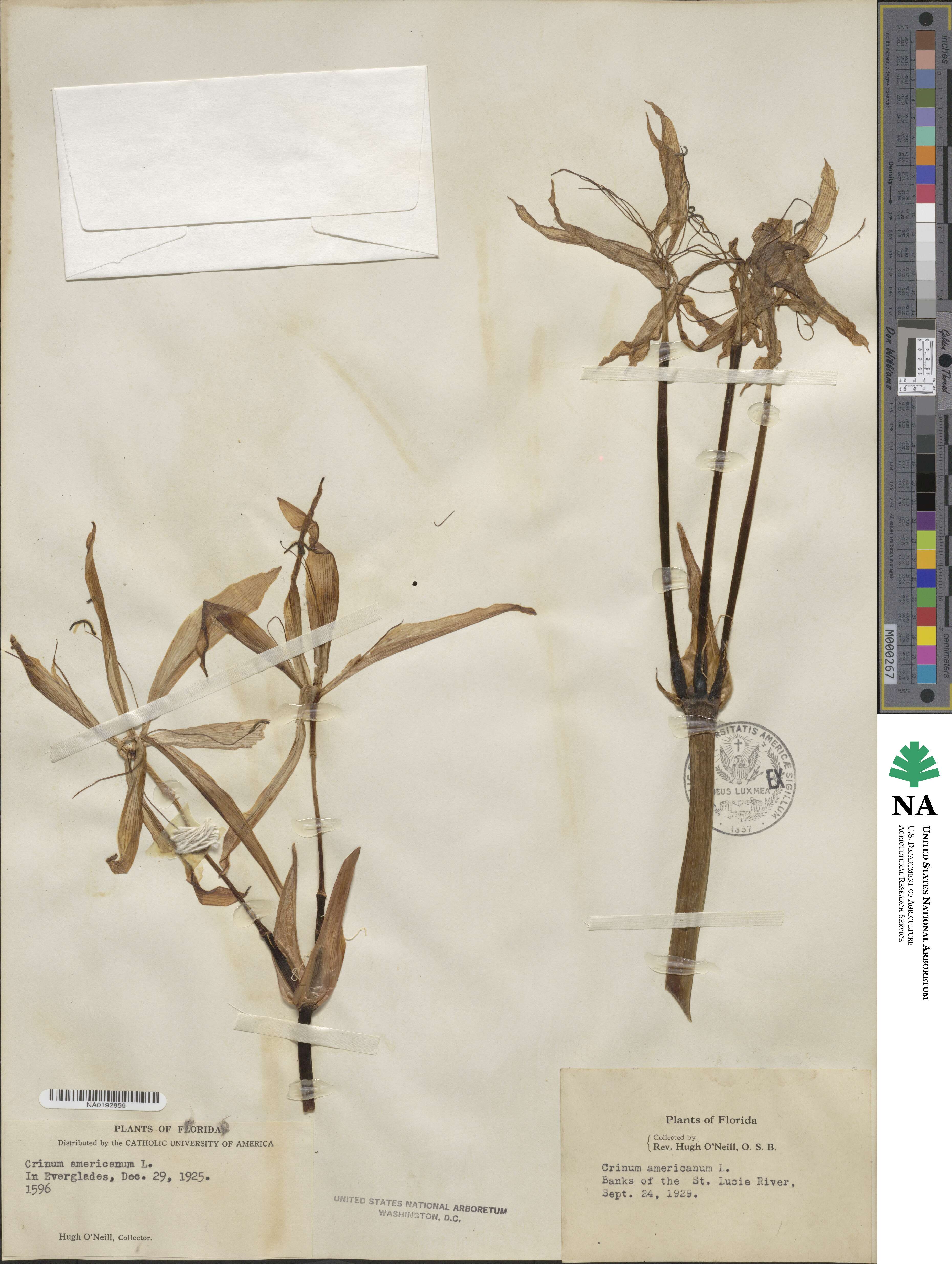 Crinum americanum image