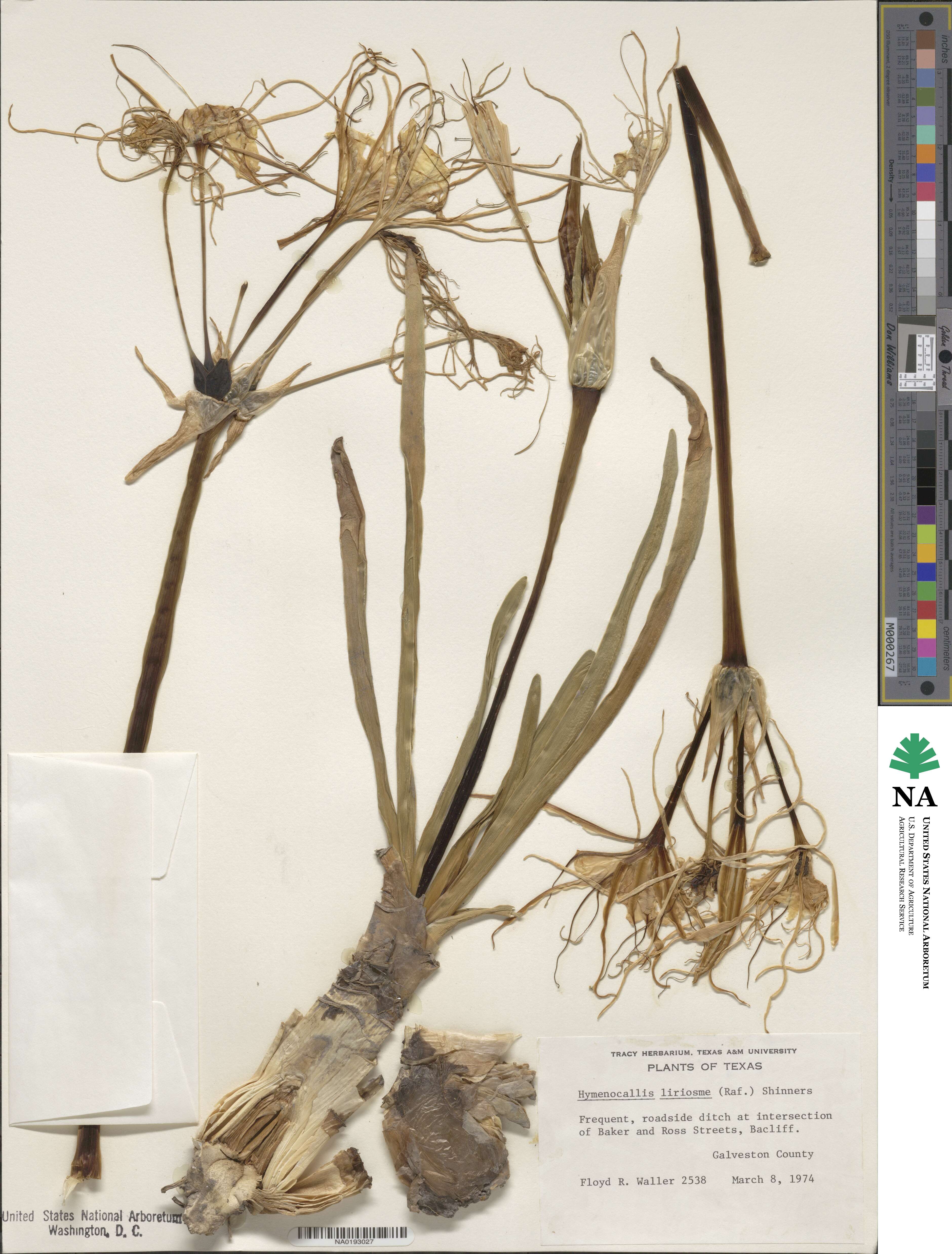 Hymenocallis liriosme image