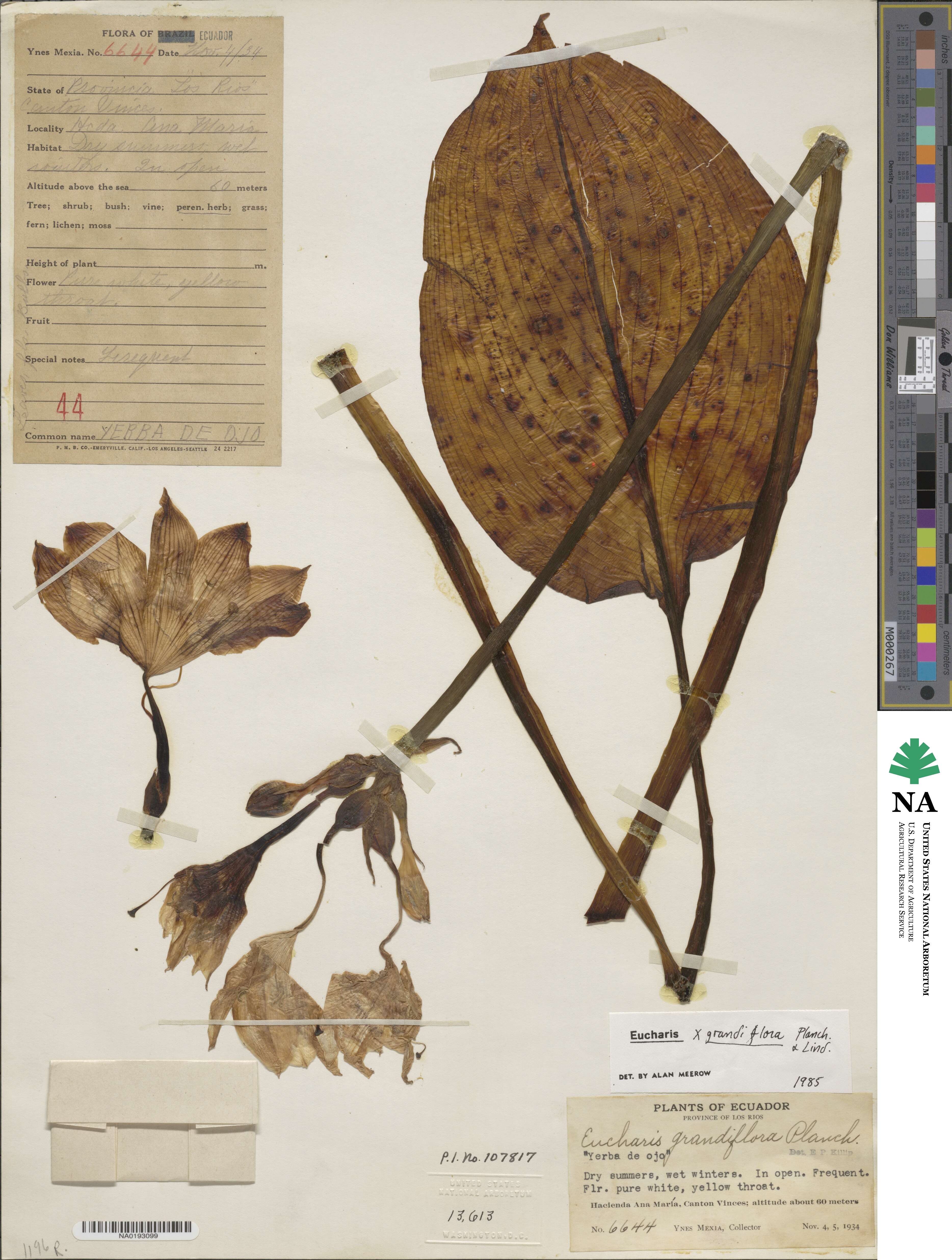 Eucharis grandiflora image