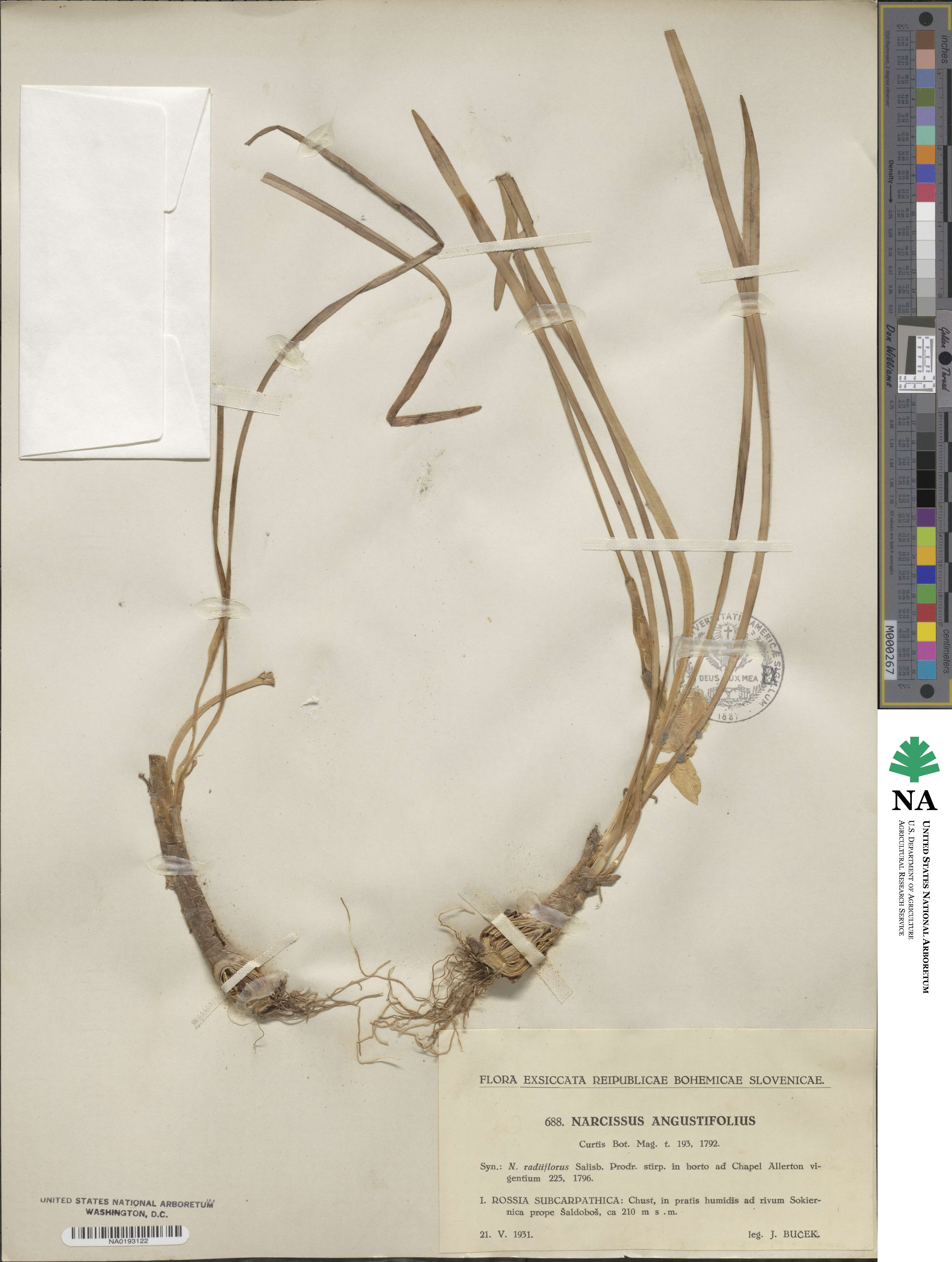 Narcissus angustifolius image