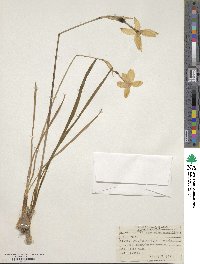 Narcissus angustifolius image