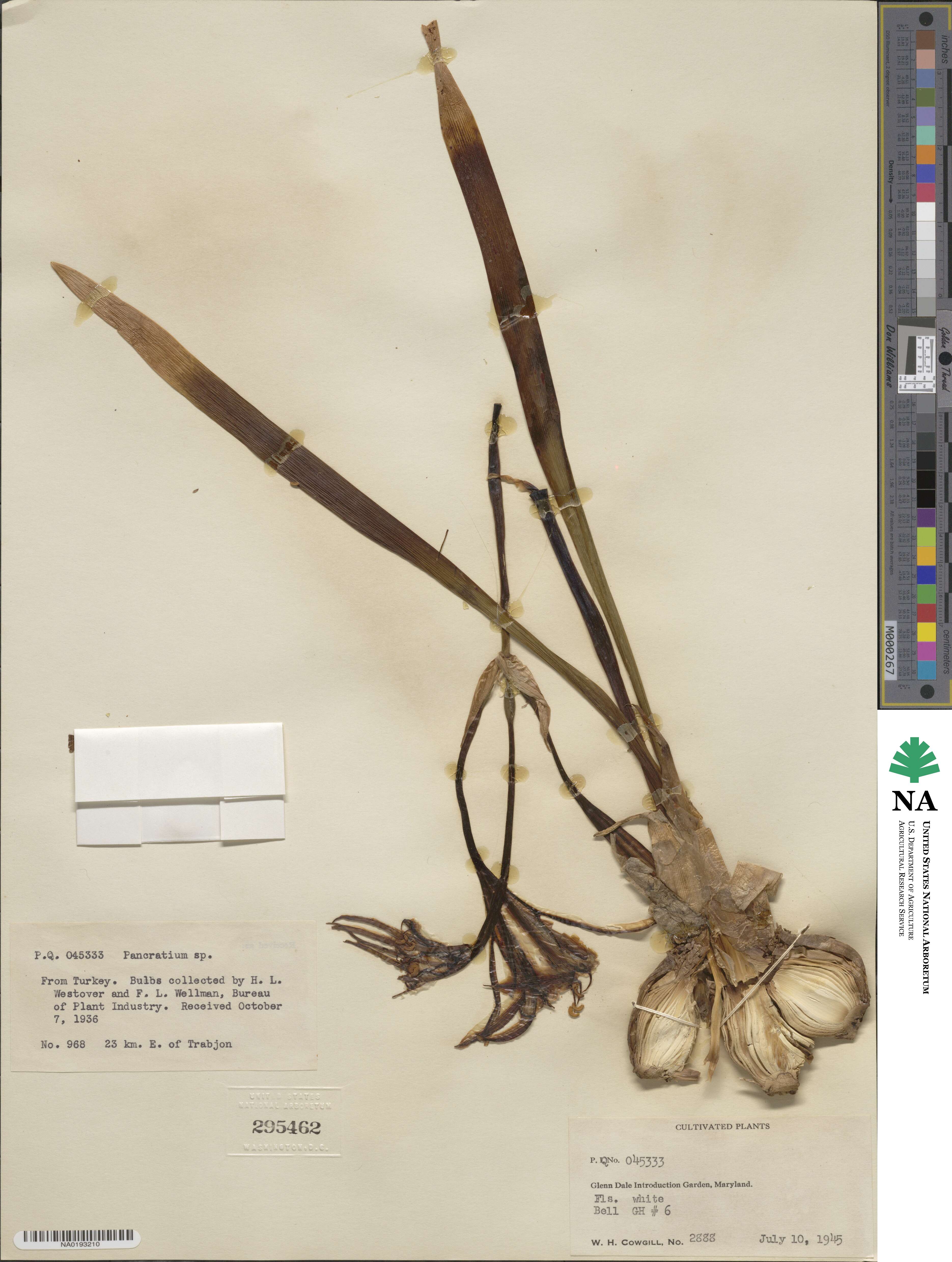 Pancratium image