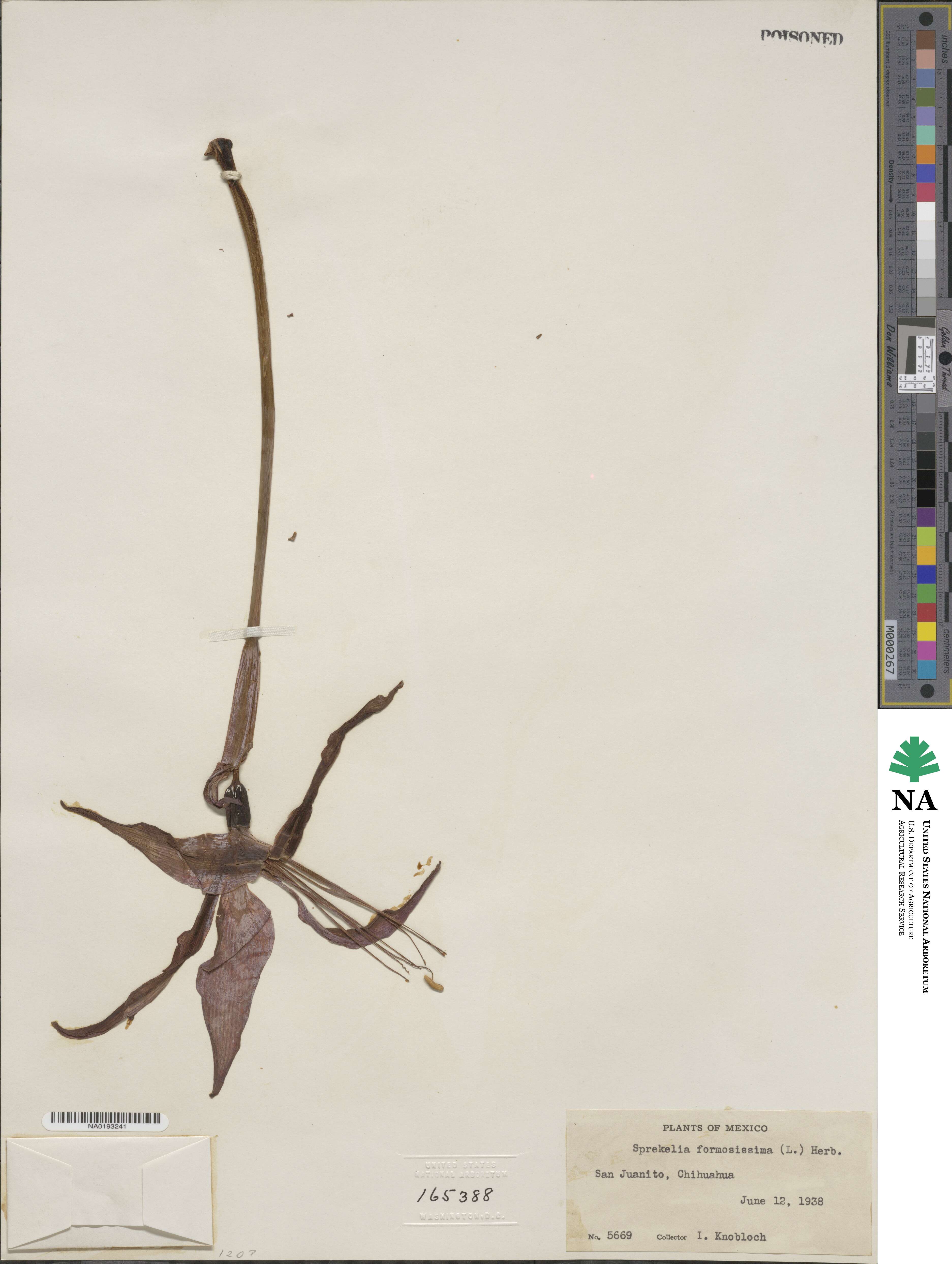 Sprekelia formosissima image