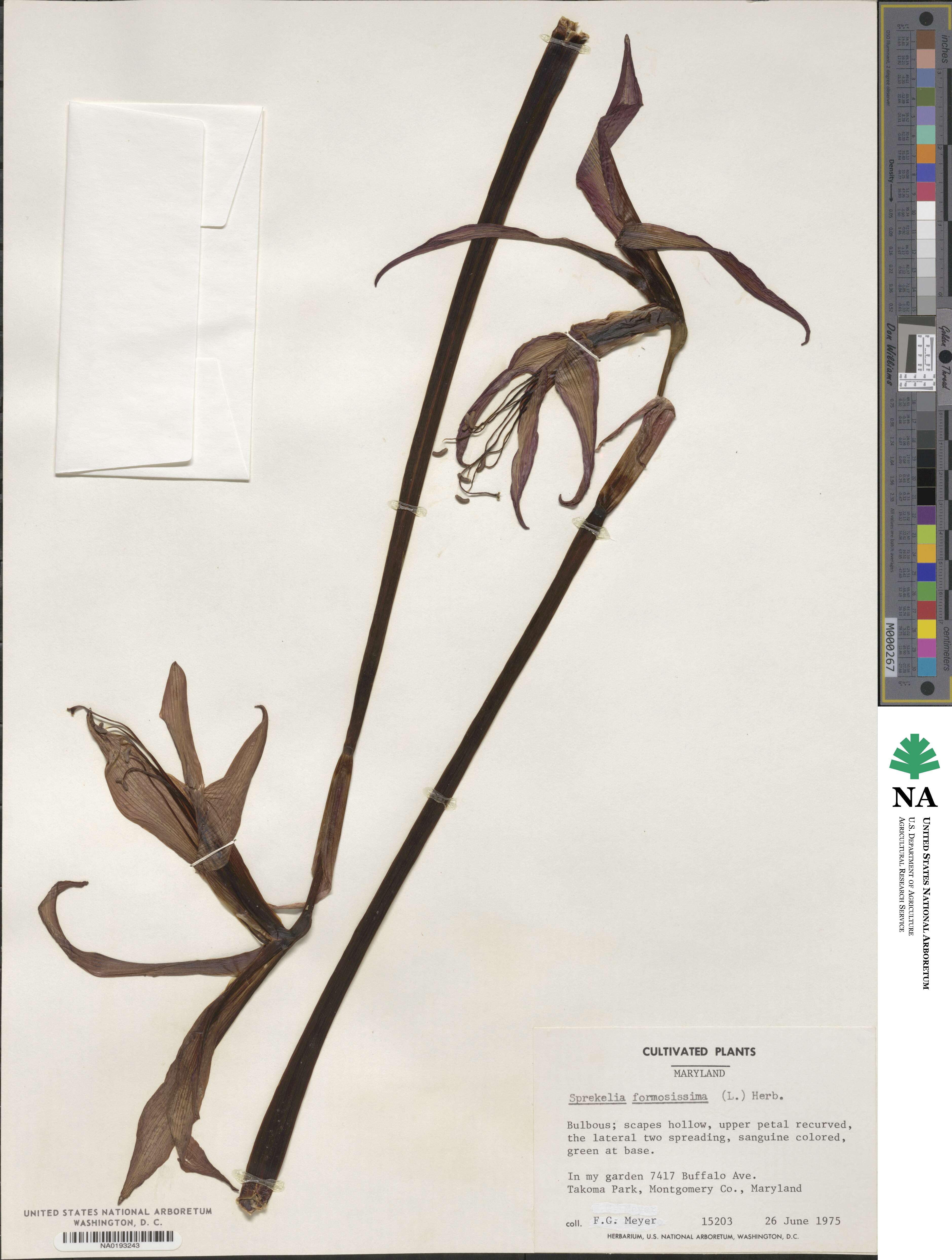 Sprekelia formosissima image