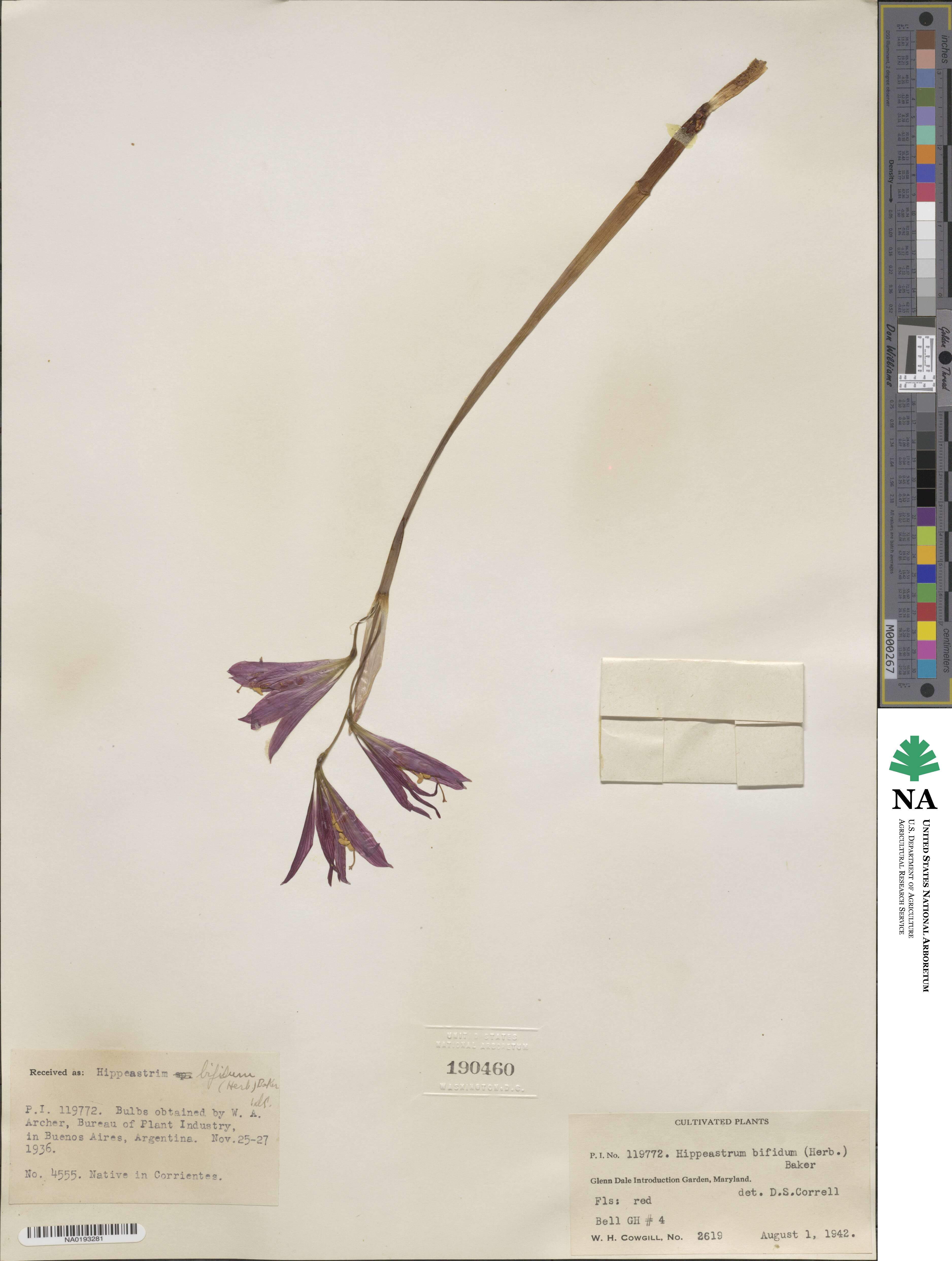 Zephyranthes bifida image