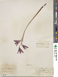 Zephyranthes bifida image