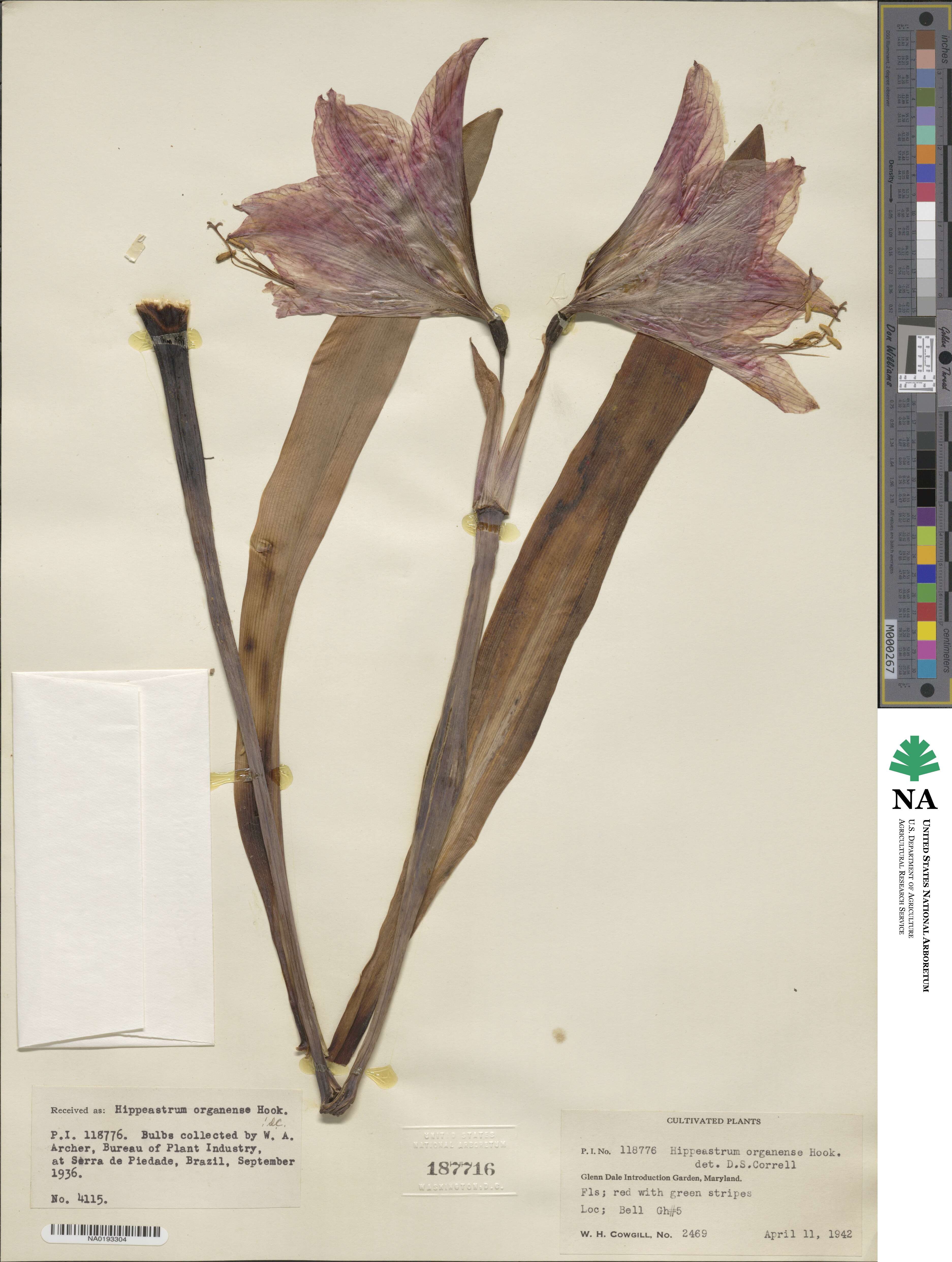 Hippeastrum correiense image