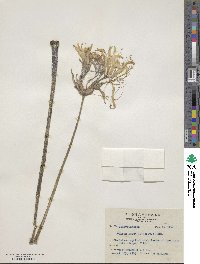 Lycoris aurea image