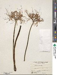 Lycoris radiata image