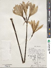 Lycoris squamigera image