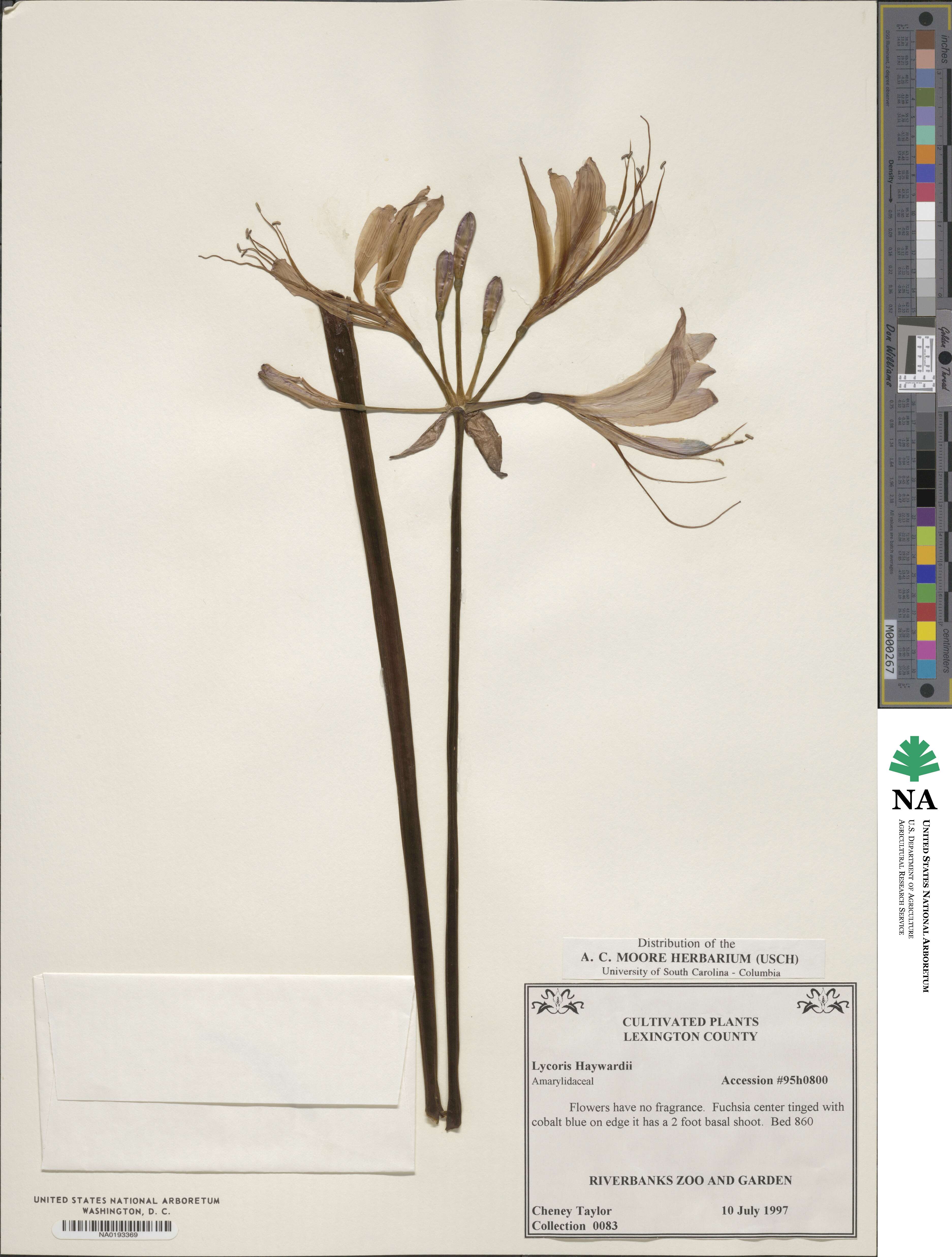 Lycoris haywardii image