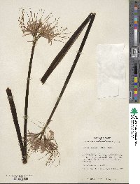 Lycoris radiata image