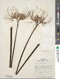 Lycoris radiata image