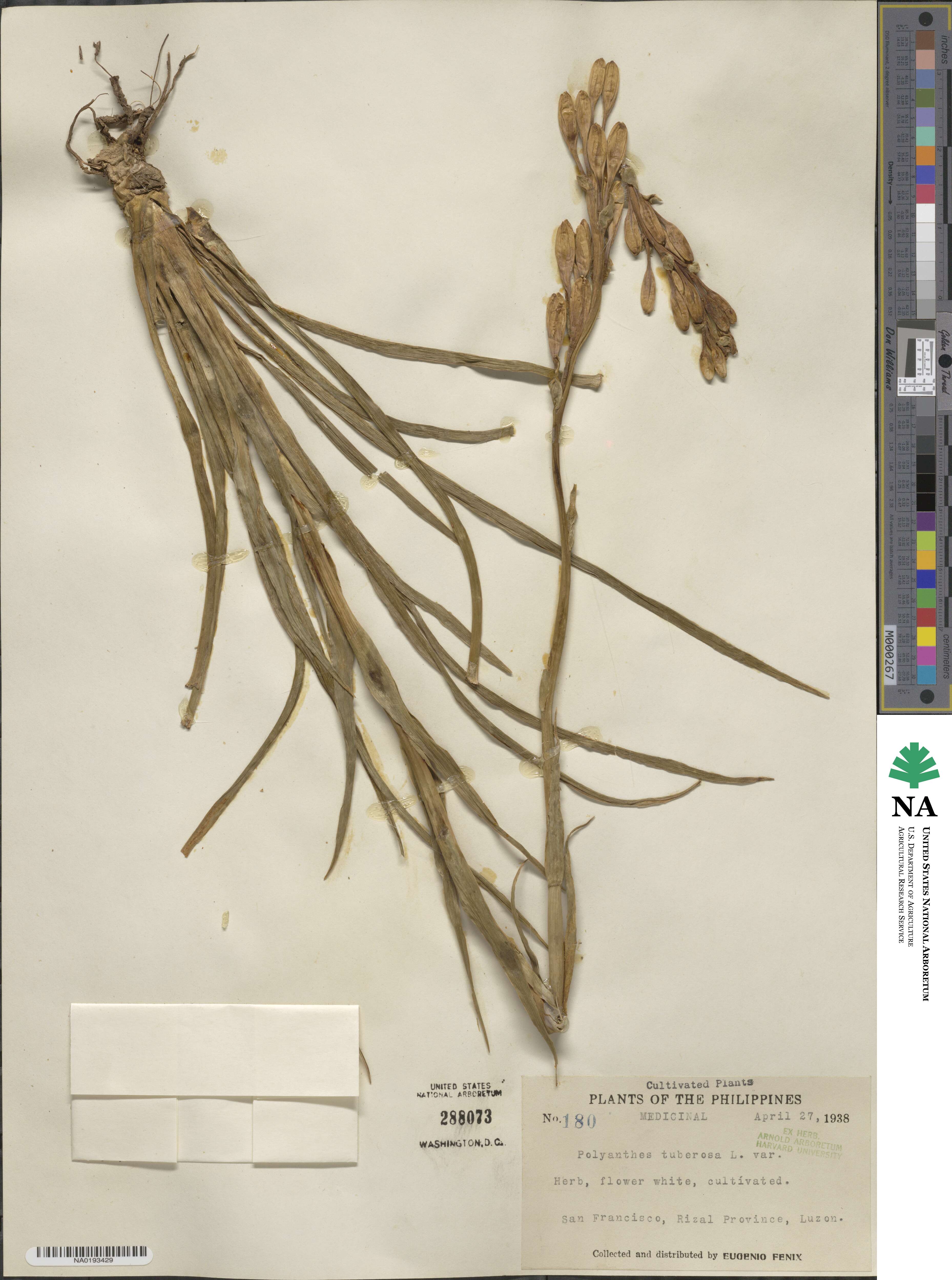 Agave amica image