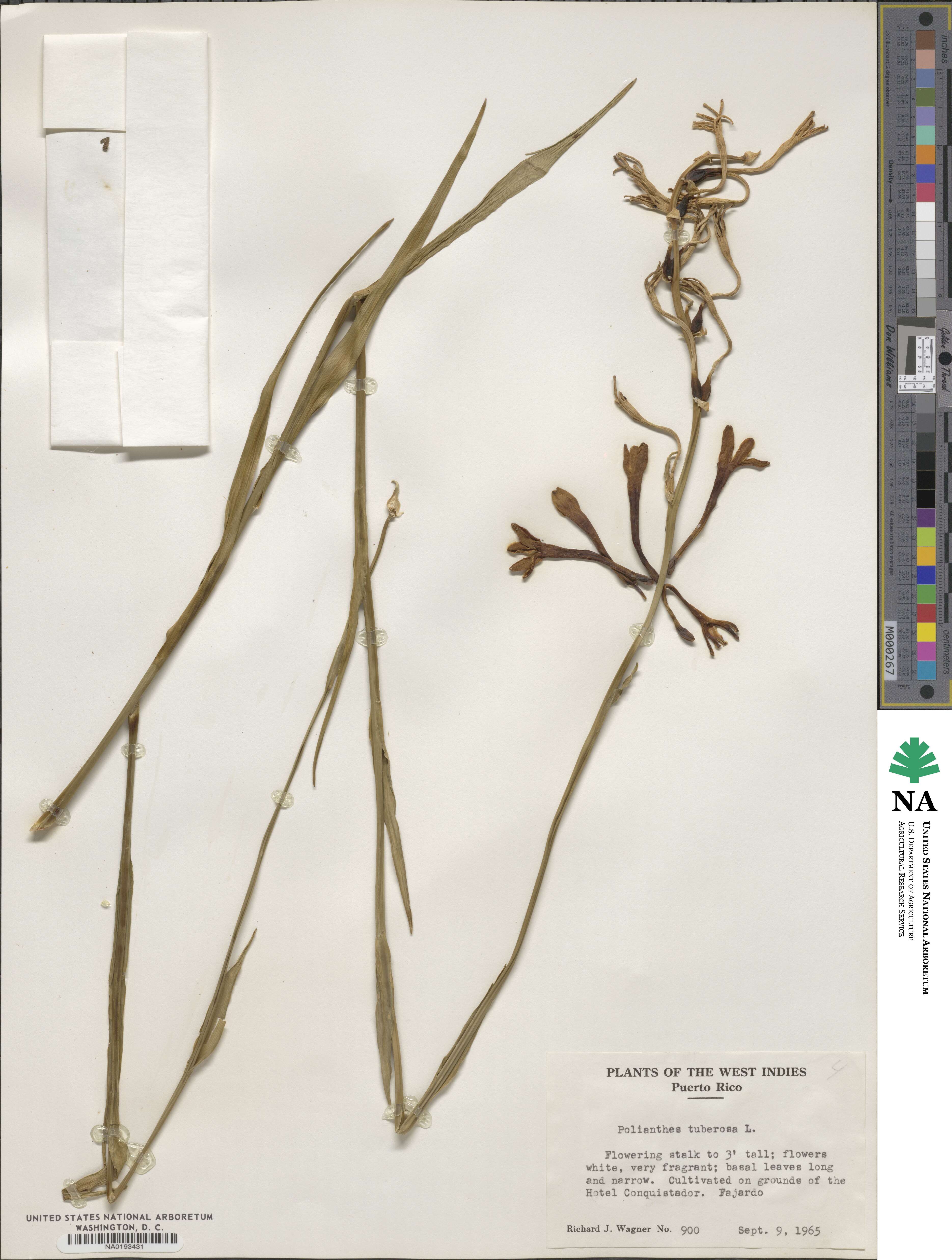Agave amica image