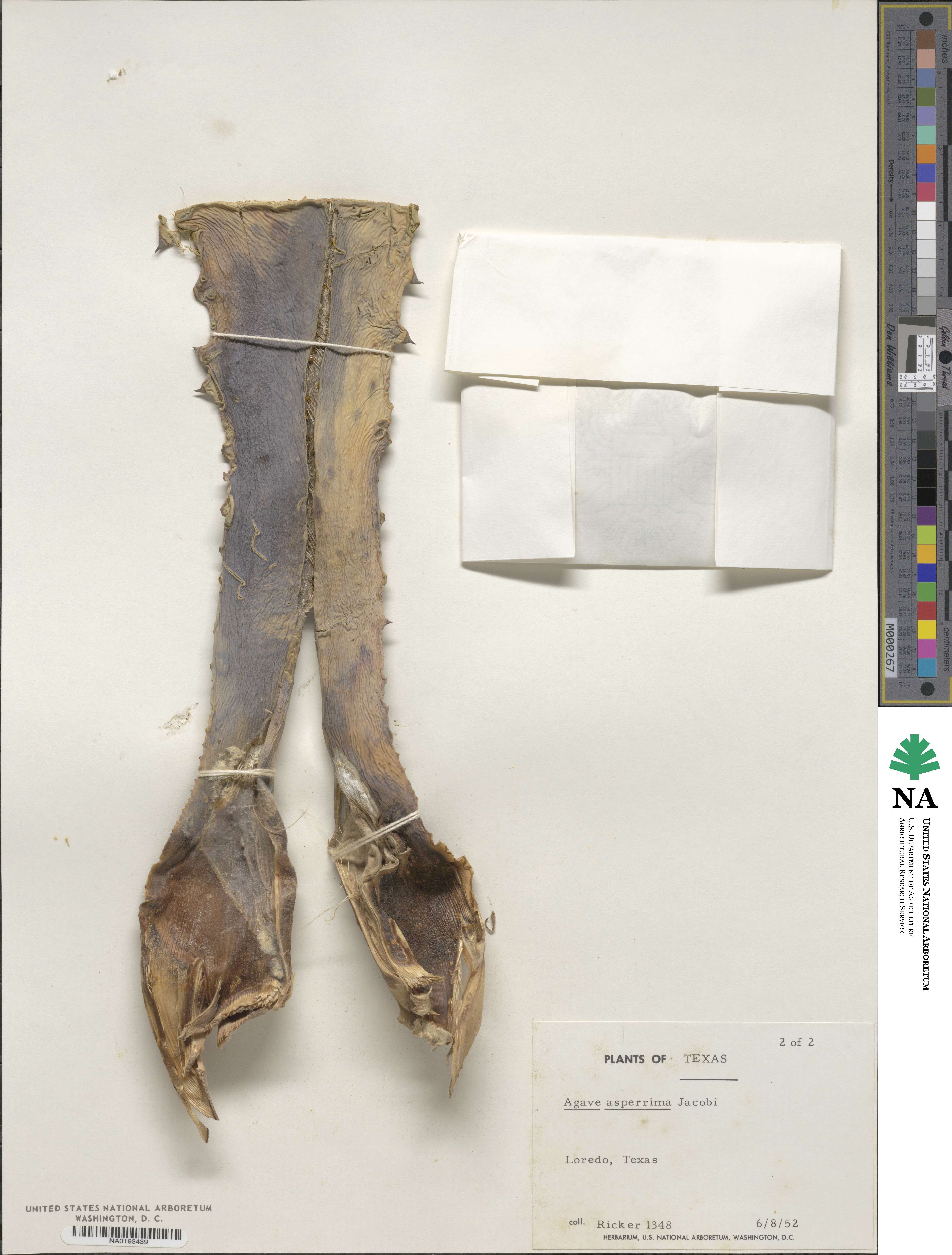 Agave asperrima image