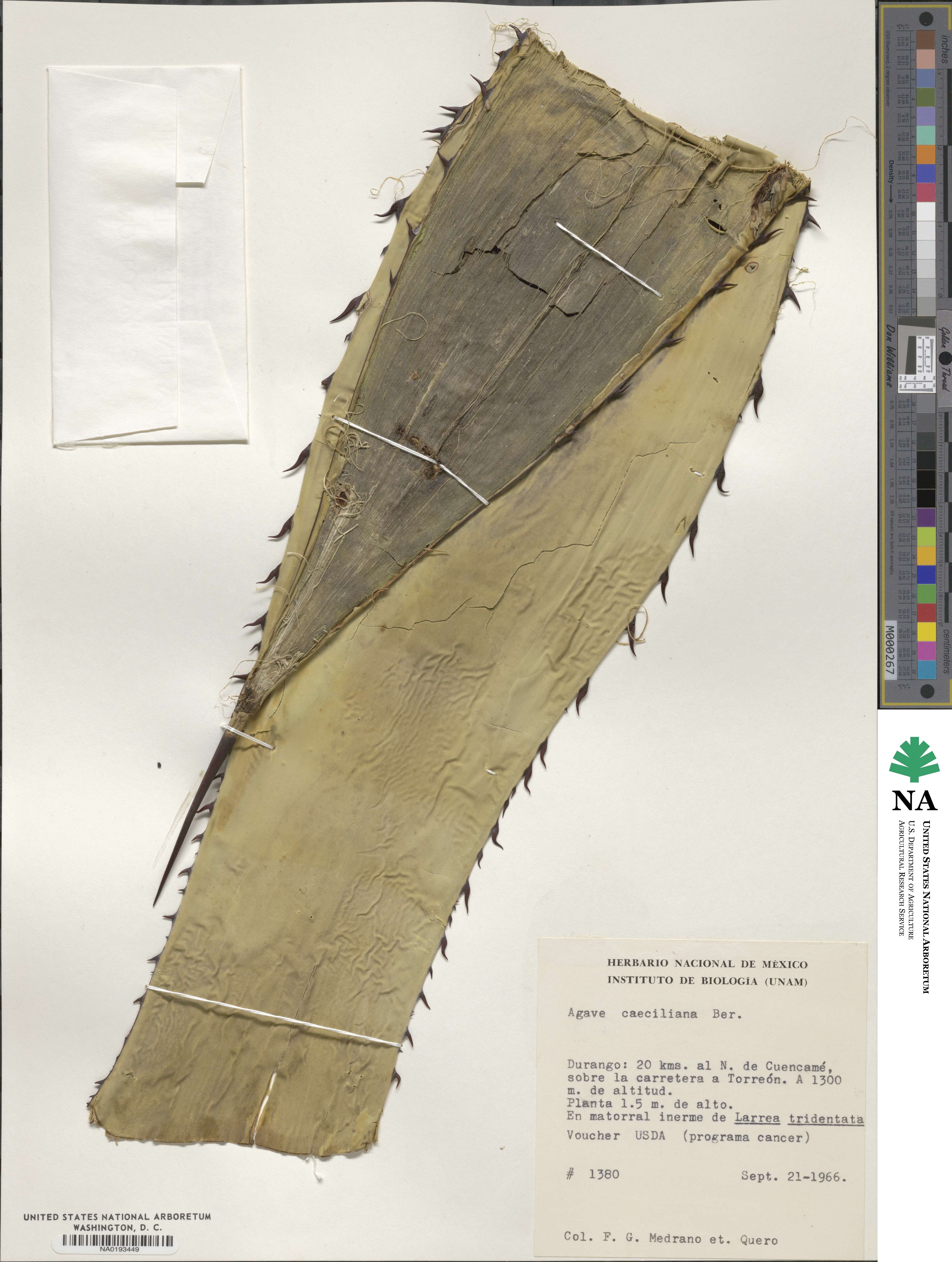 Agave asperrima subsp. asperrima image