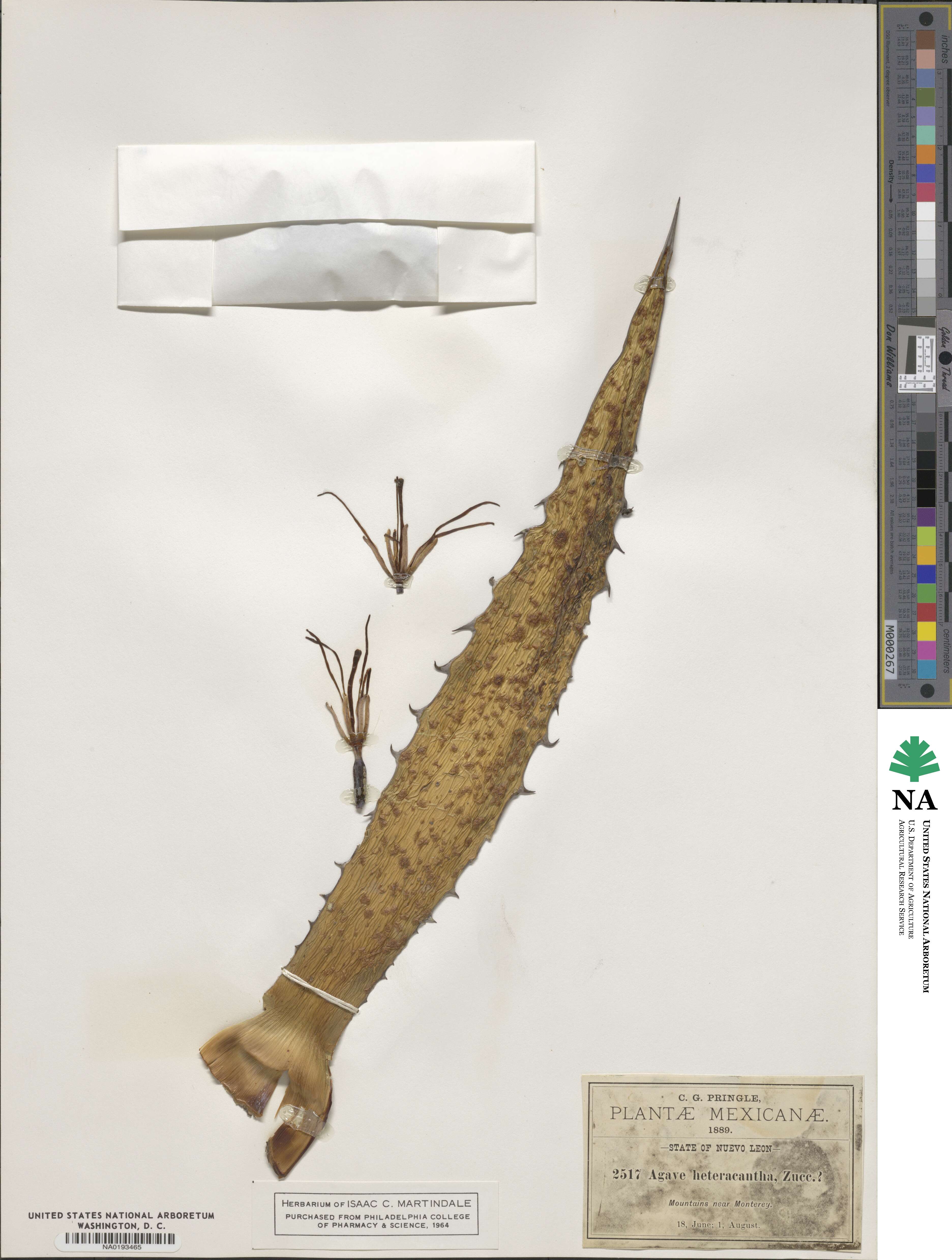 Agave heteracantha image