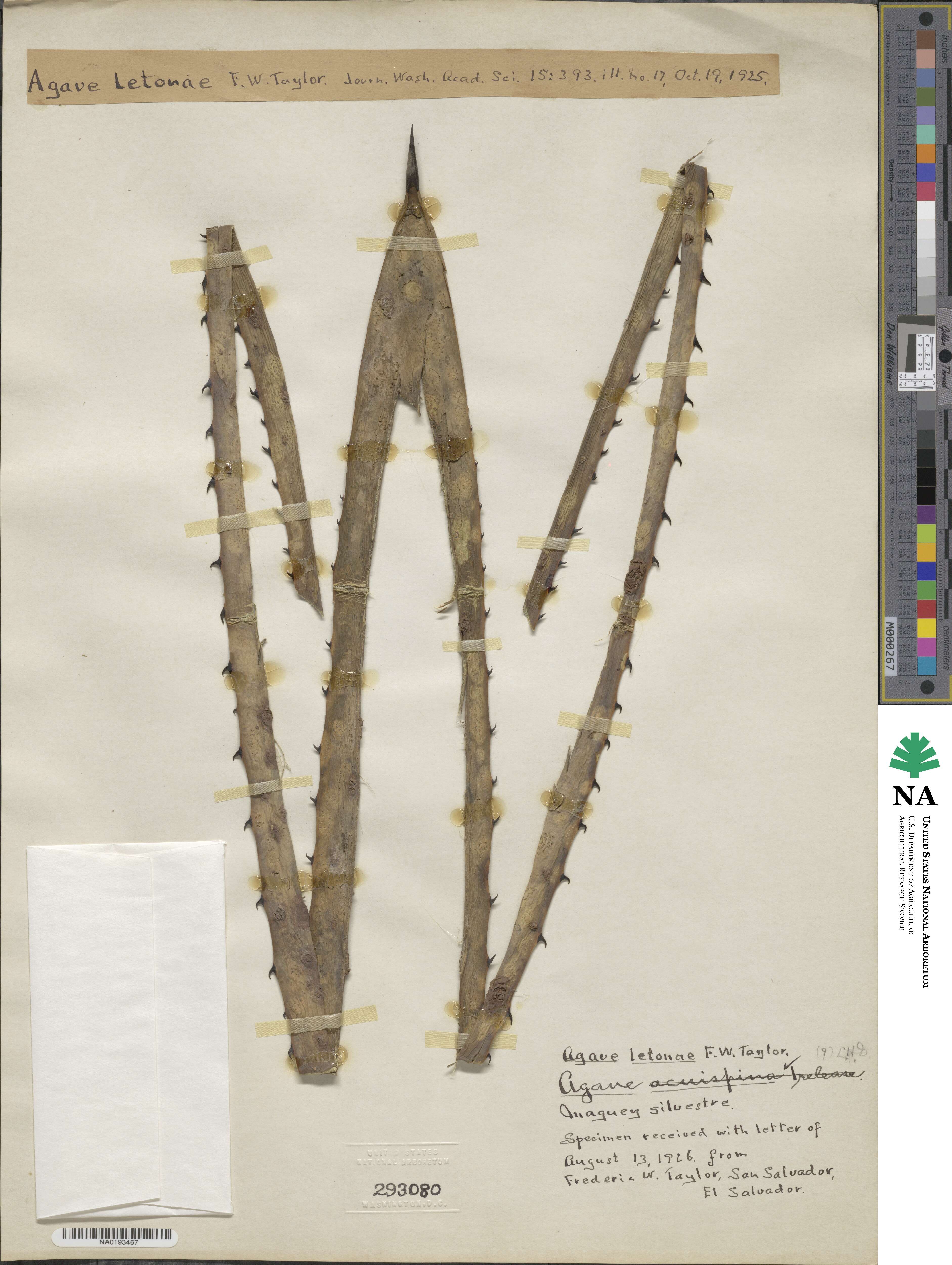 Agave angustifolia var. letonae image