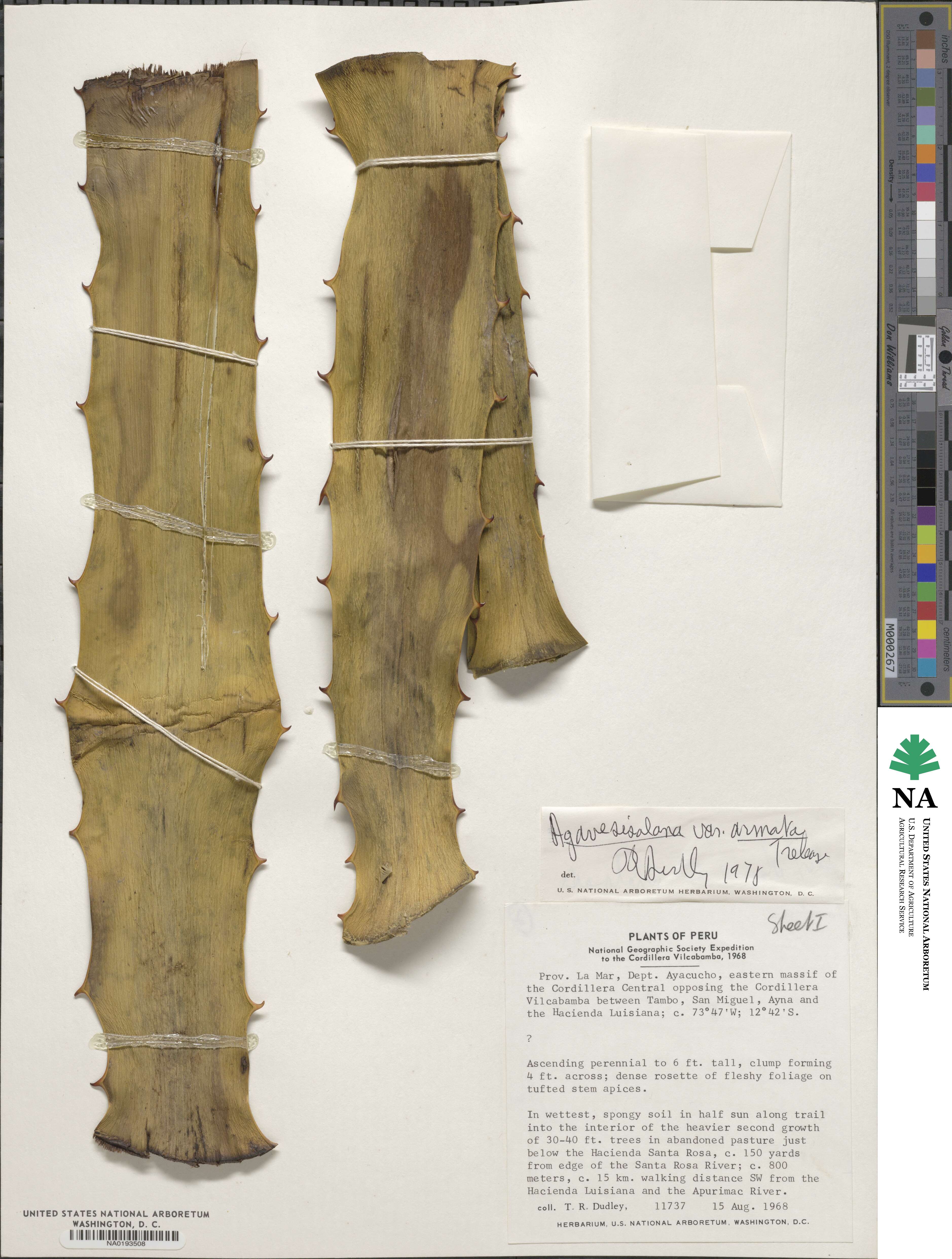 Agave sisalana image