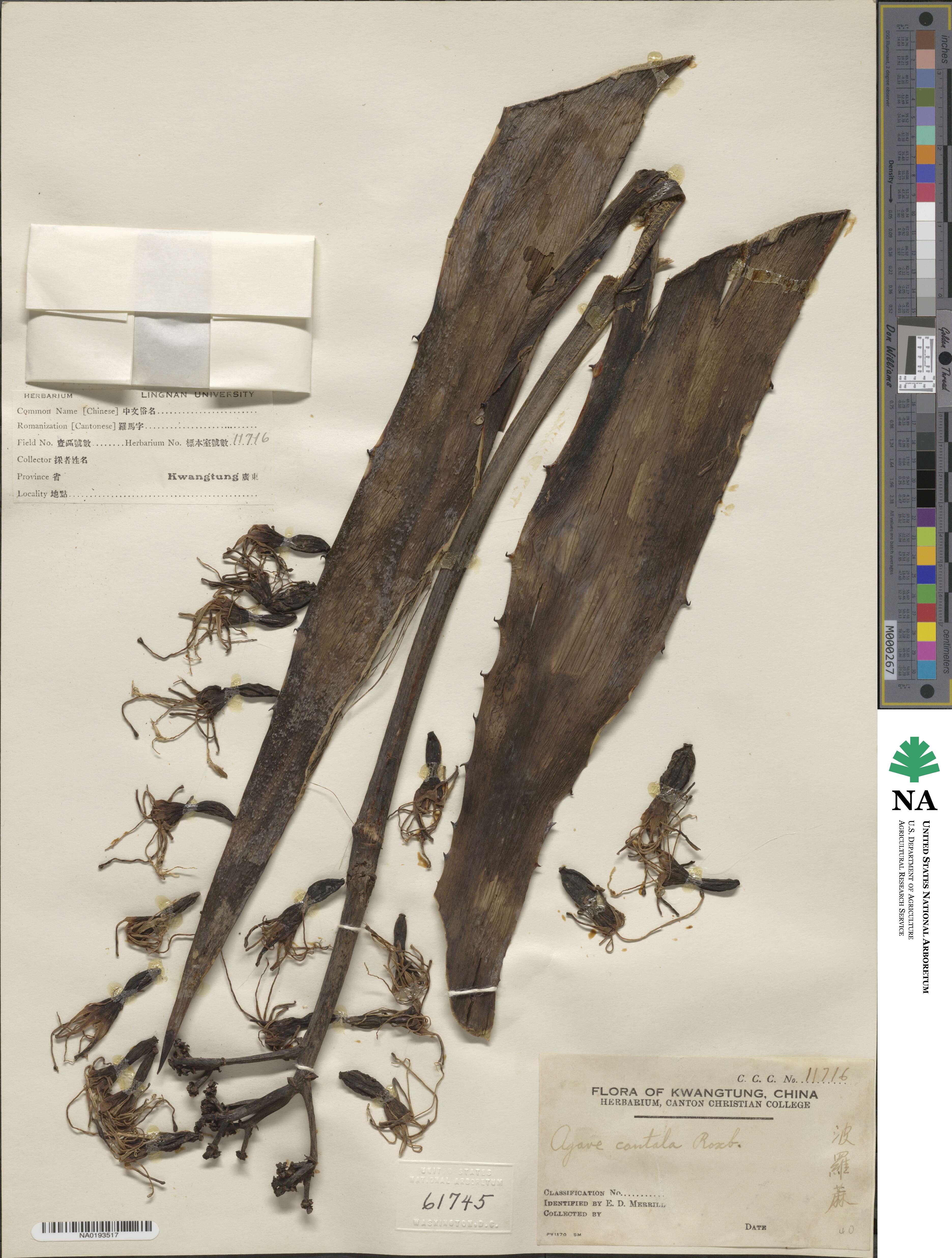 Agave cantala image