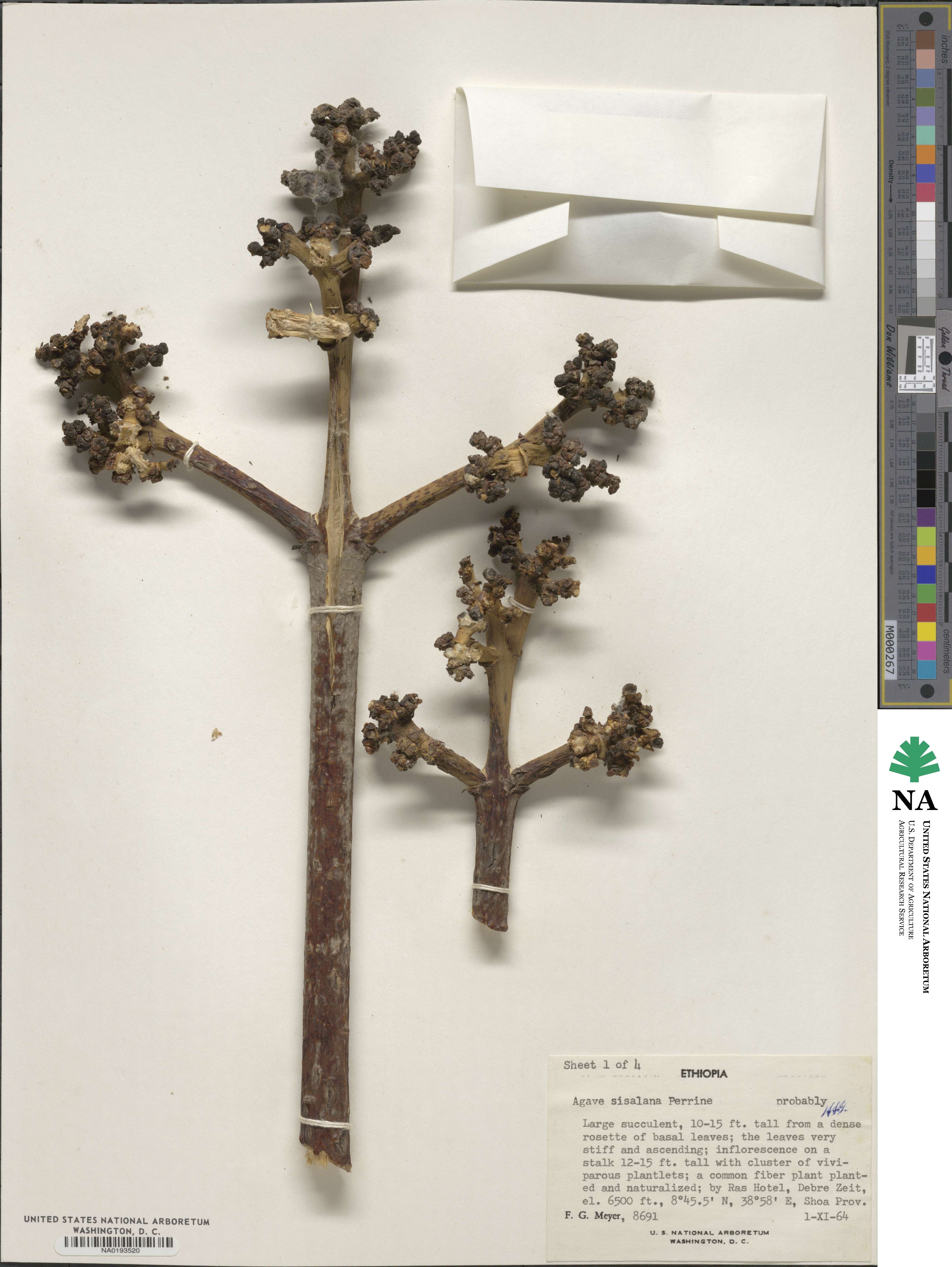 Agave image
