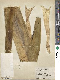 Beschorneria yuccoides image