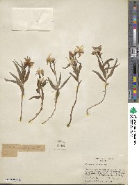 Image of Alstroemeria bakeri