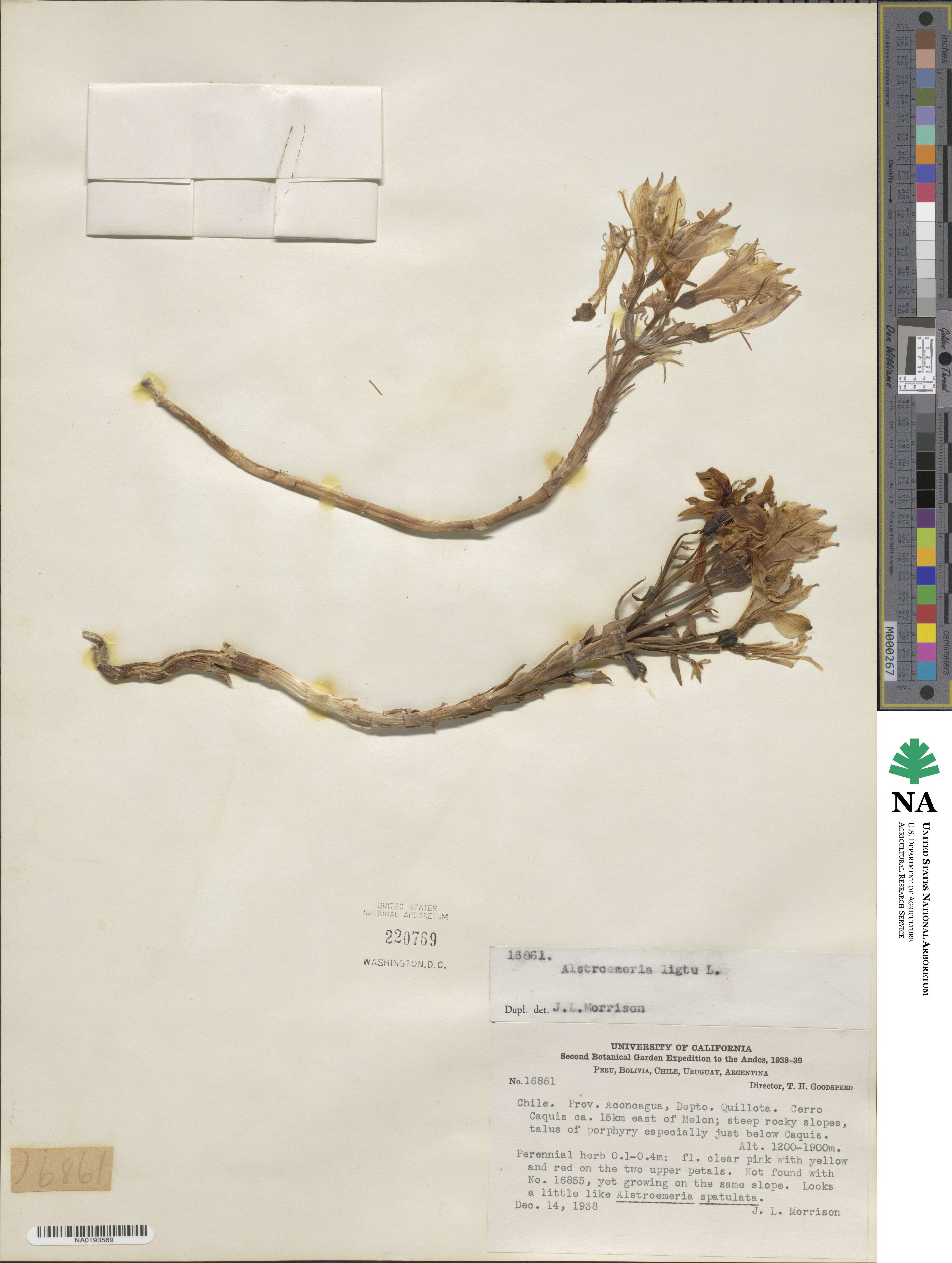 Alstroemeria ligtu image
