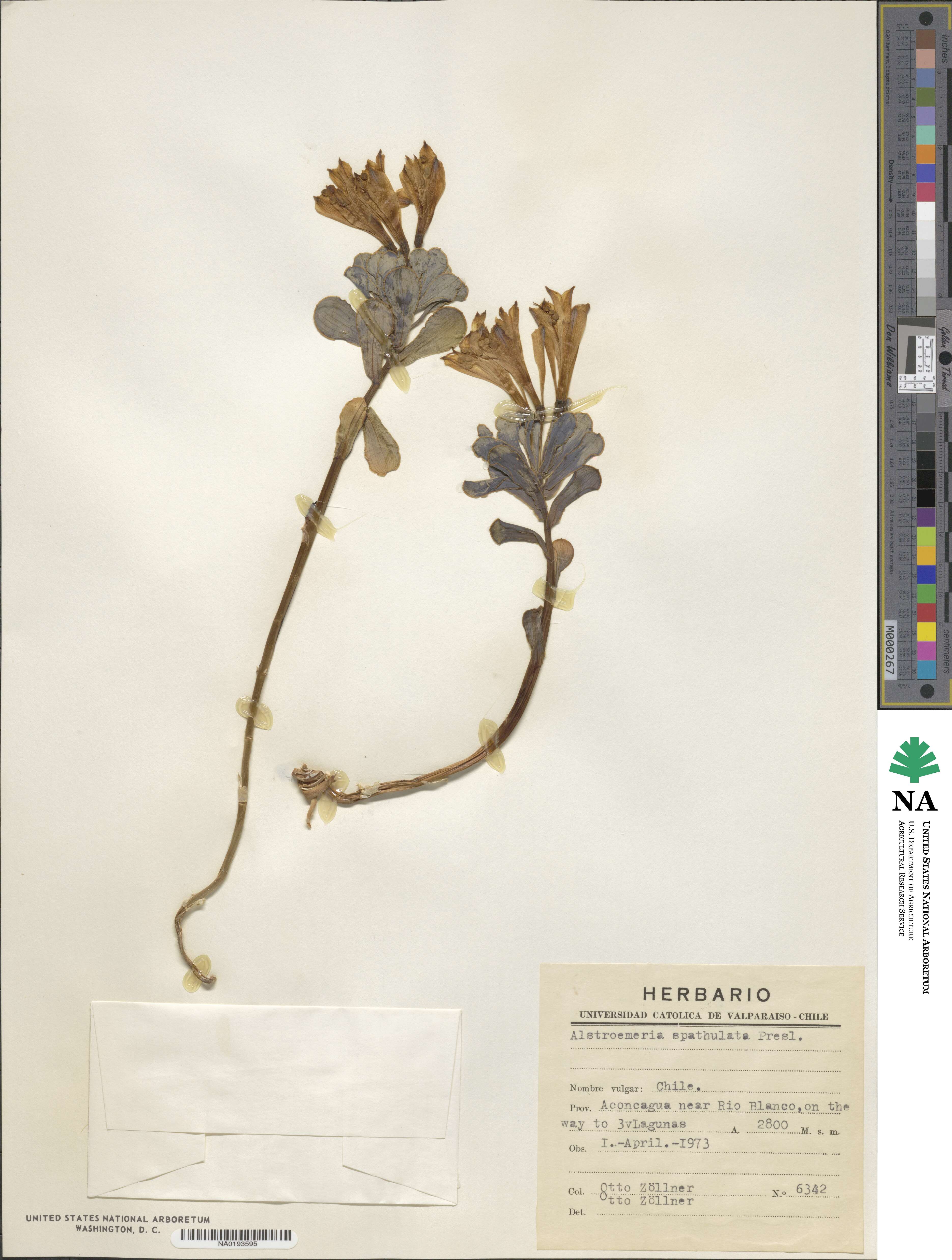 Alstroemeria spathulata image