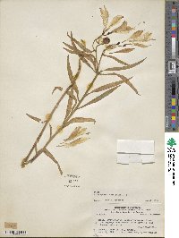 Alstroemeria versicolor image