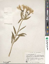 Alstroemeria aurea image