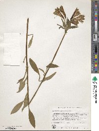 Alstroemeria psittacina image