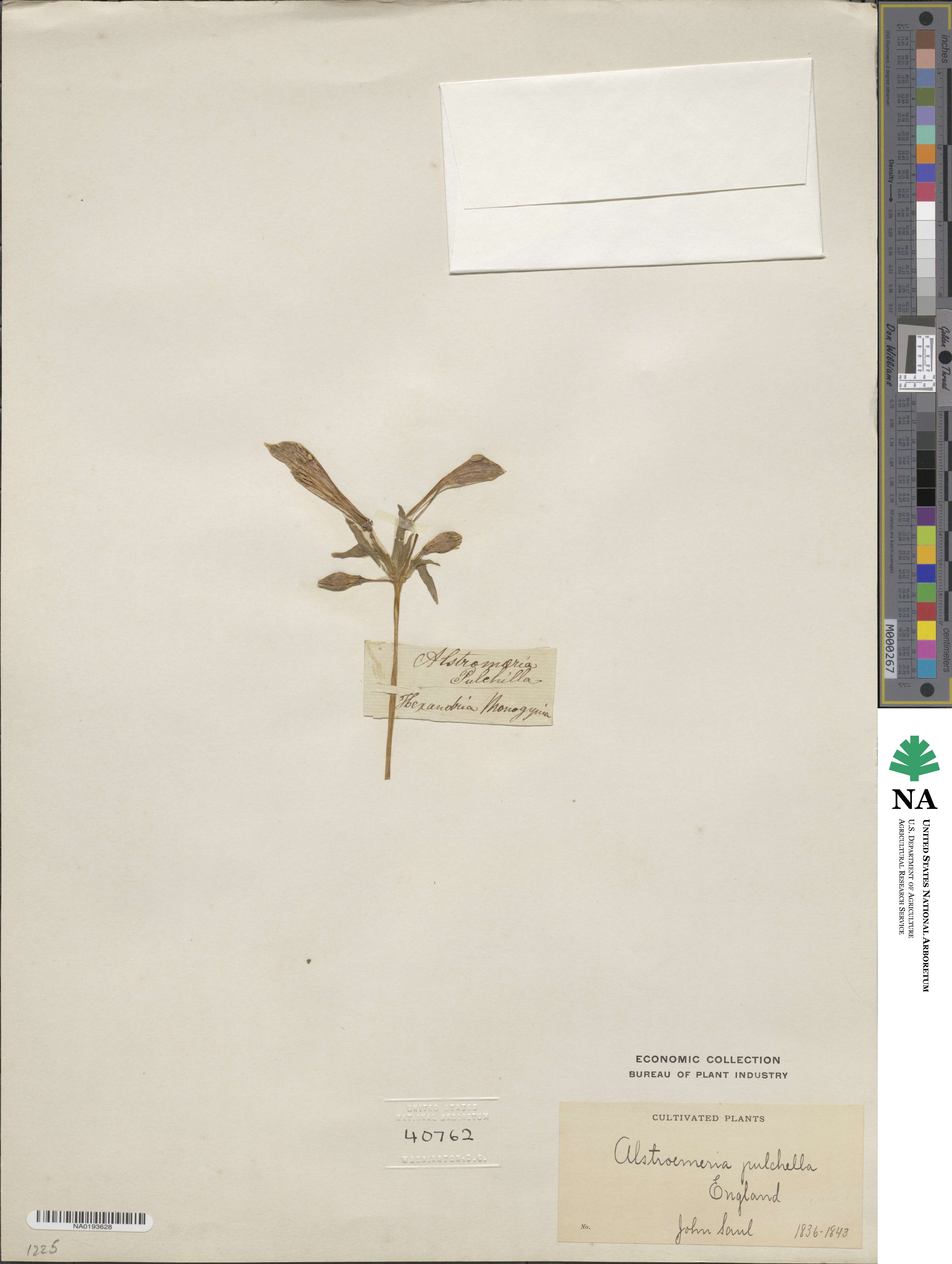 Alstroemeria pulchella image