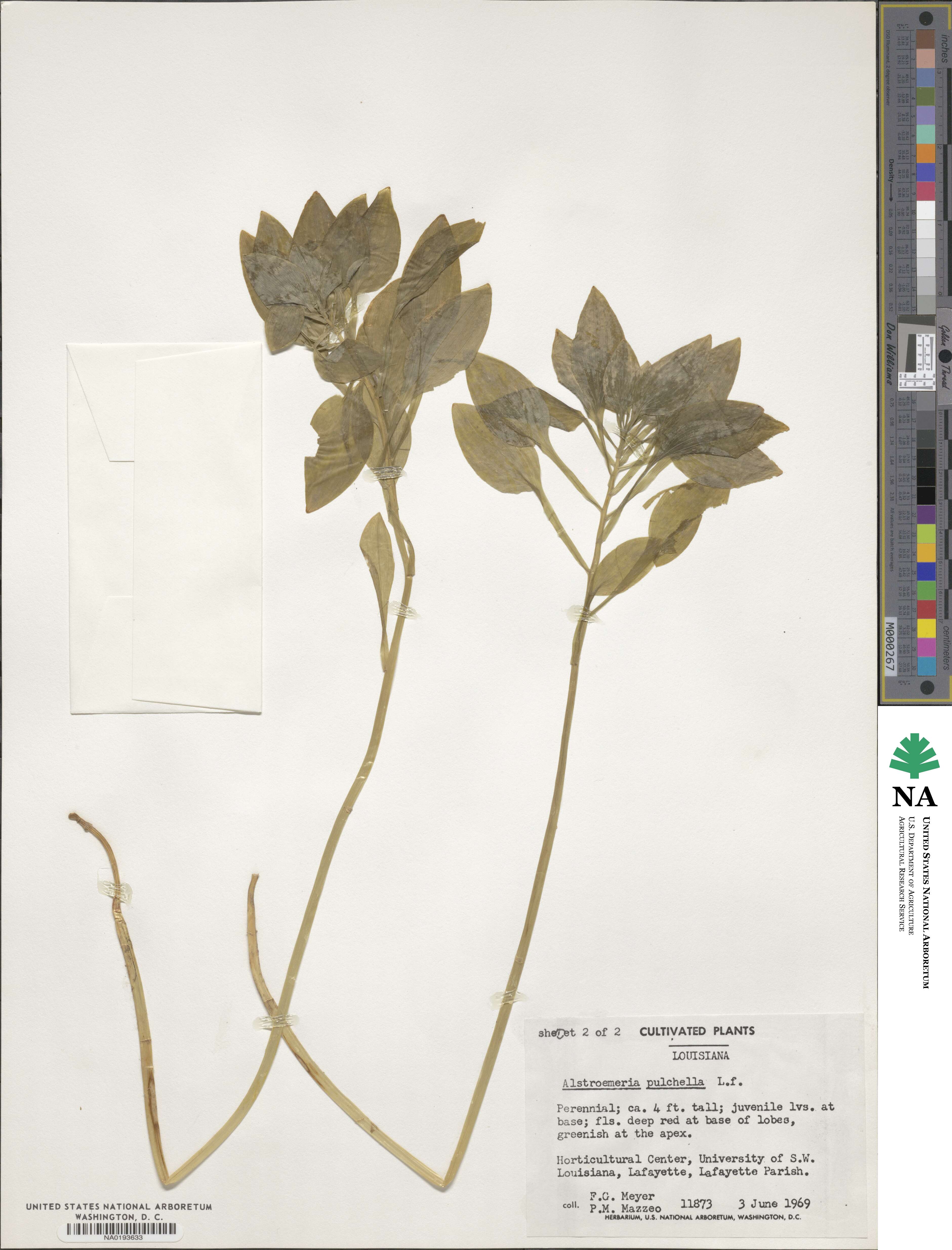 Alstroemeria pulchella image