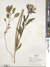 Alstroemeria pulchella image