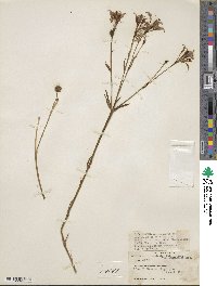 Alstroemeria versicolor image