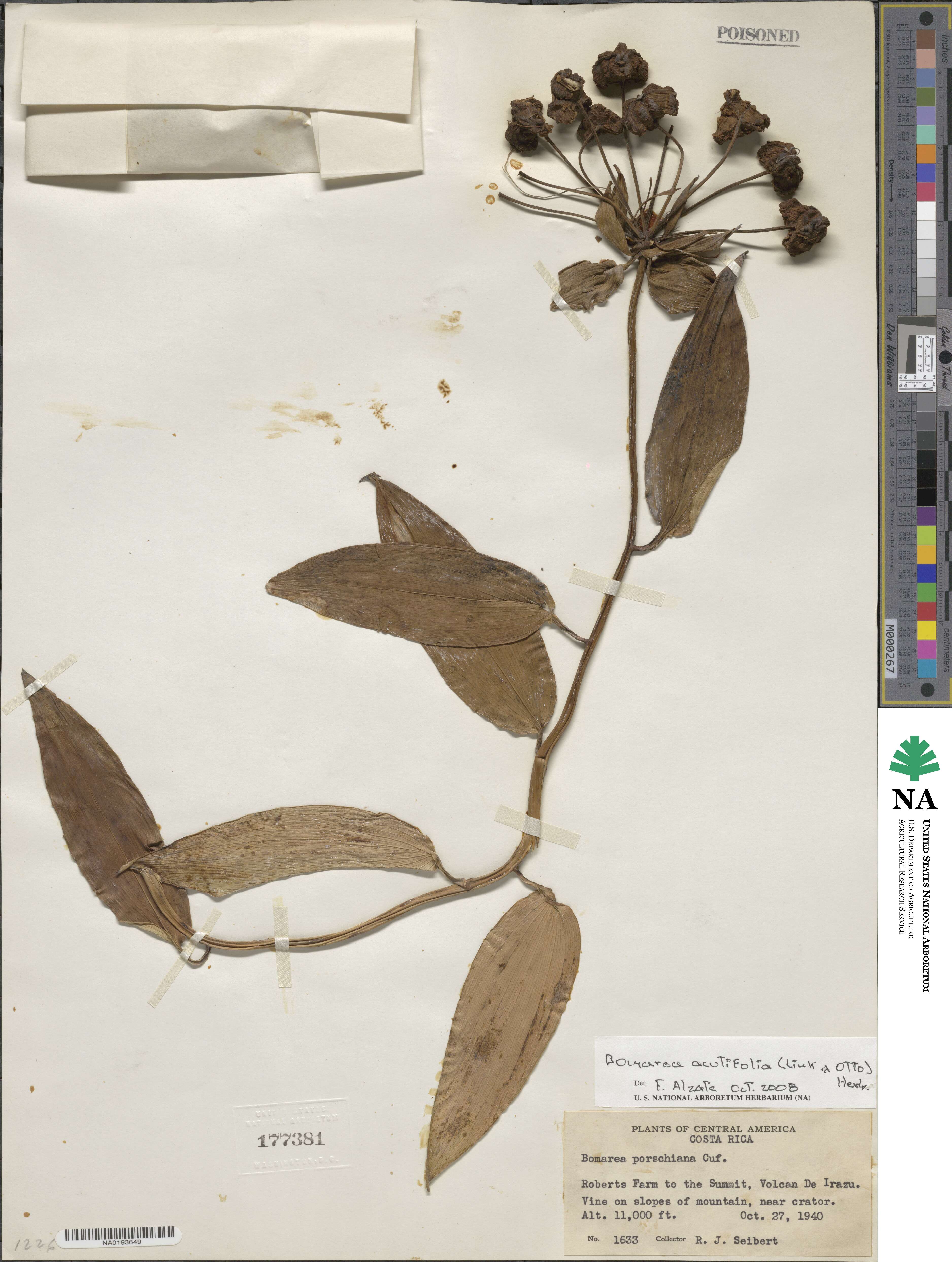 Bomarea acutifolia image